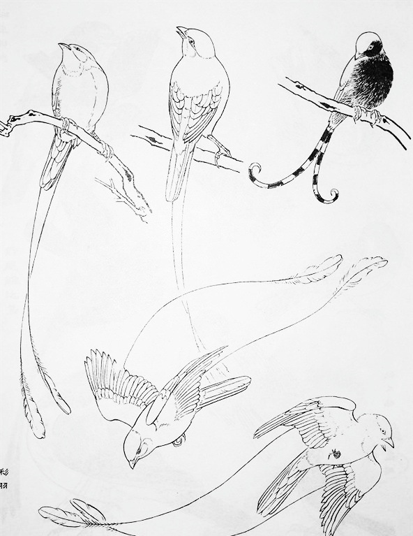 中国画工笔鸟雀白描图稿第五篇