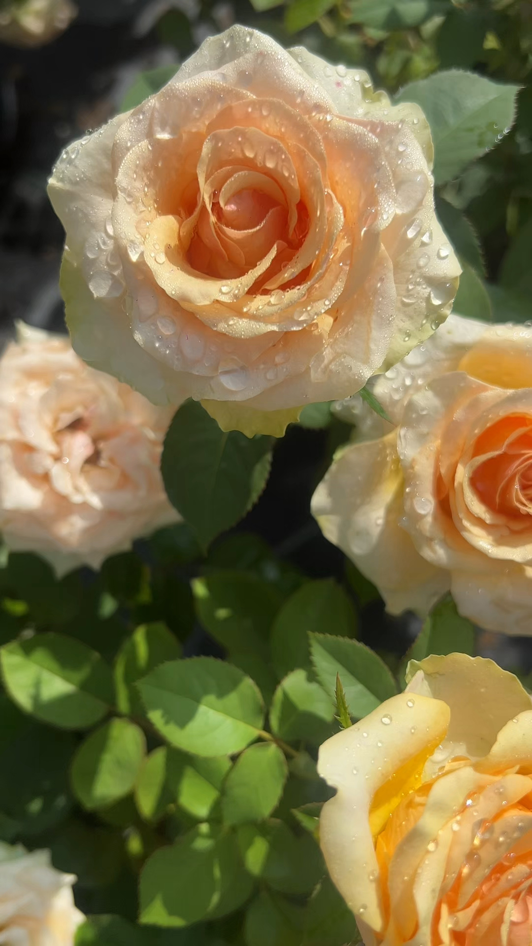 灌木奇幻魔法月季