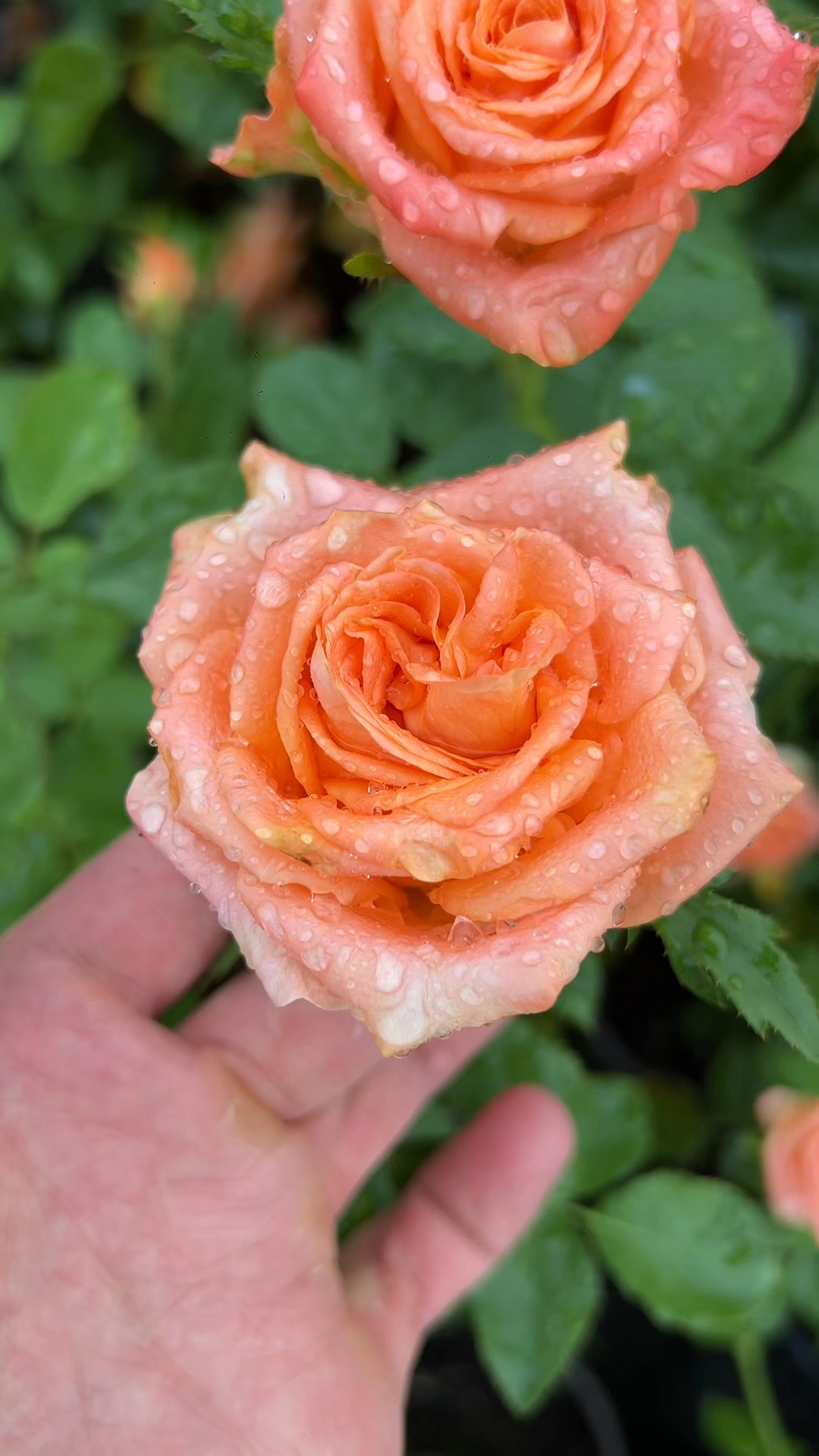 惊喜,一款橘粉色的灌木切花月季,抗病好,长势快