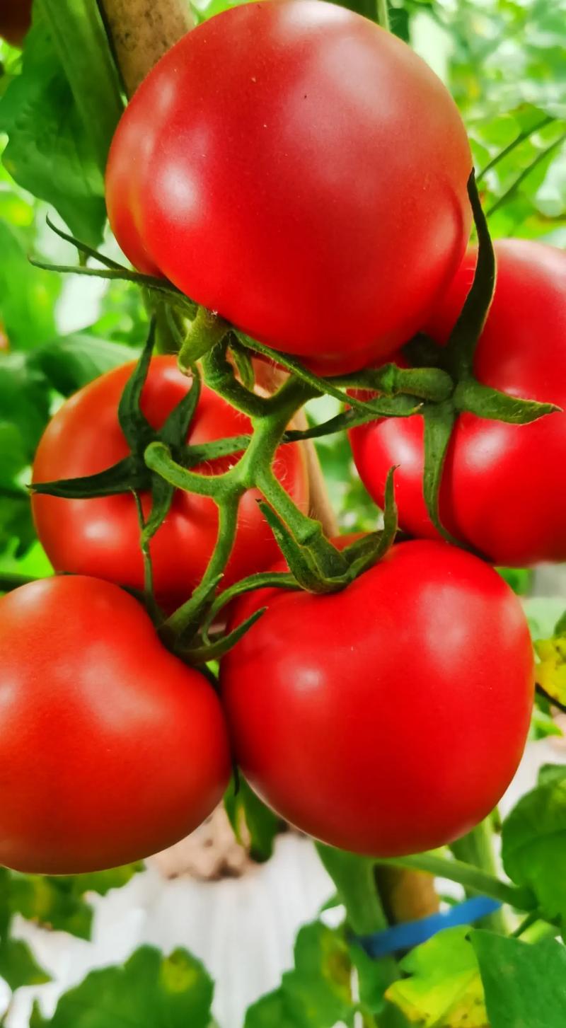 现摘西红柿,表皮薄且富有弹性,轻轻一咬,汁水迸溅,满是自然成熟的酸甜