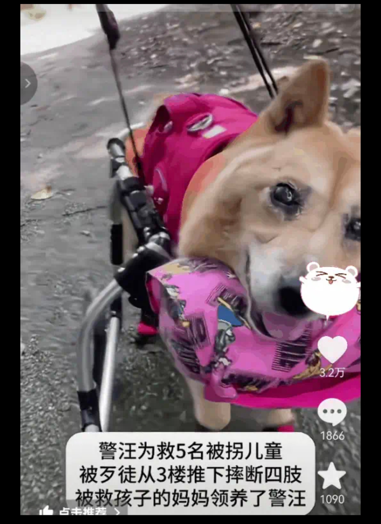 军犬为救5名被拐儿童被人贩子从三楼推下摔断了四肢被救孩子妈妈领养