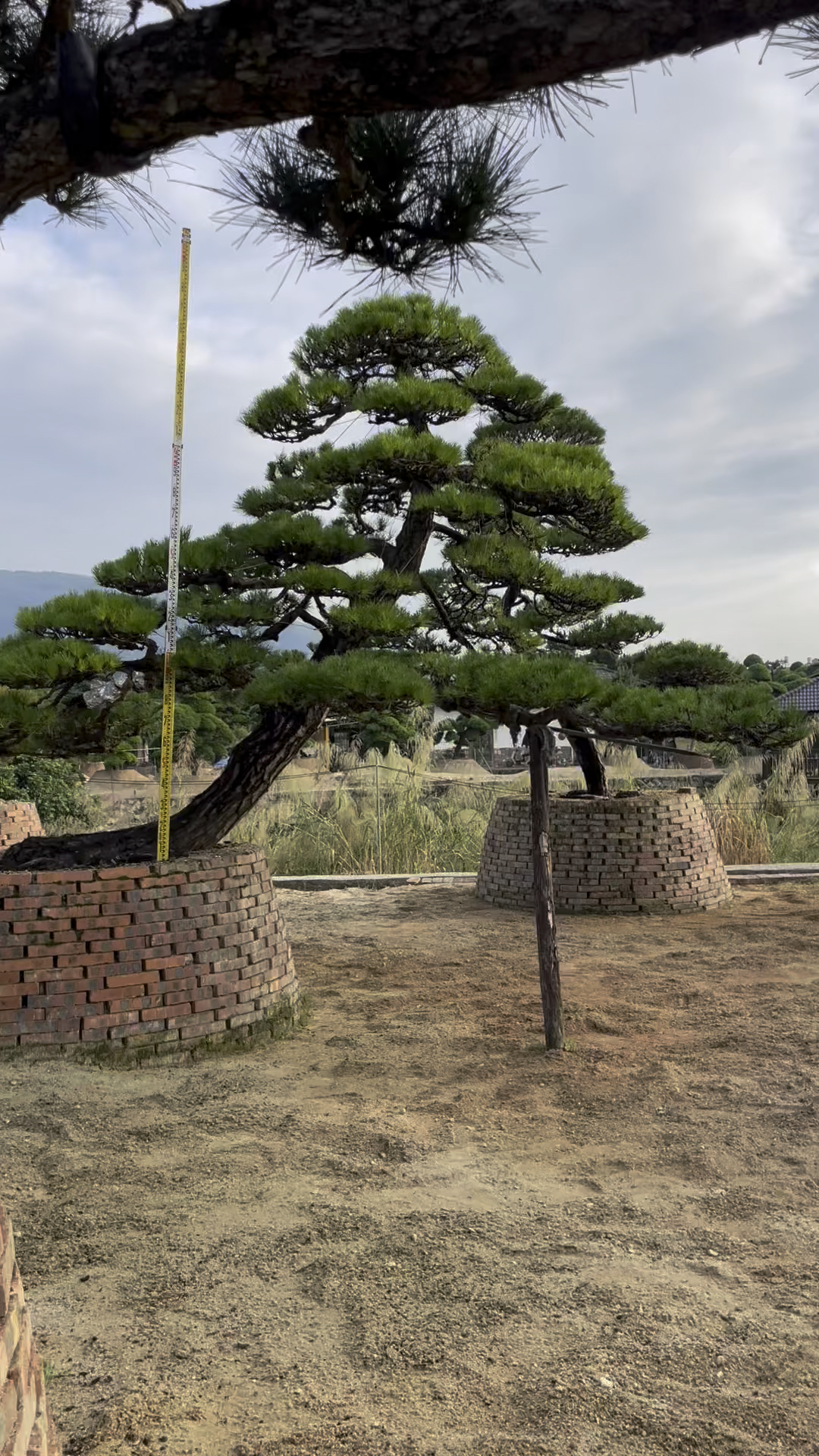 进口日本造型黑松#迎客松#临水斜飘黑松#庭院景观树