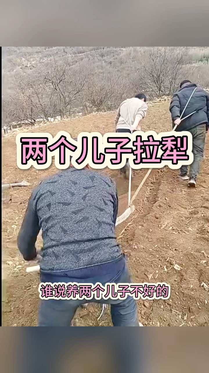 两个儿子拉犁,帮父母分担压力