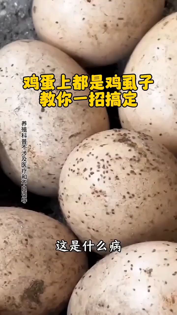 鸡虱子,鸡蛋上都是