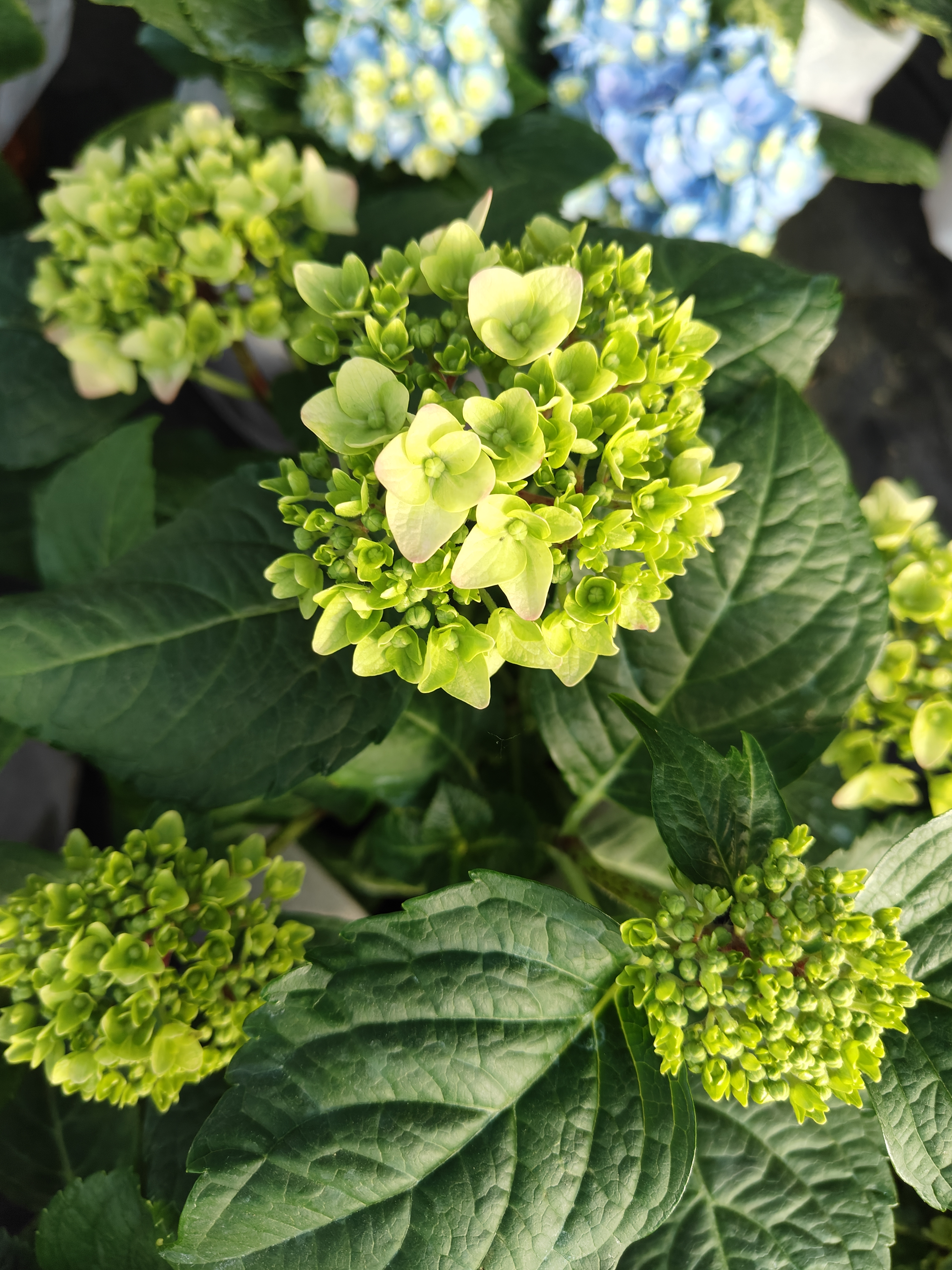 绣球花,又名八仙花,紫阳花,为虎耳草科绣球属落叶灌木