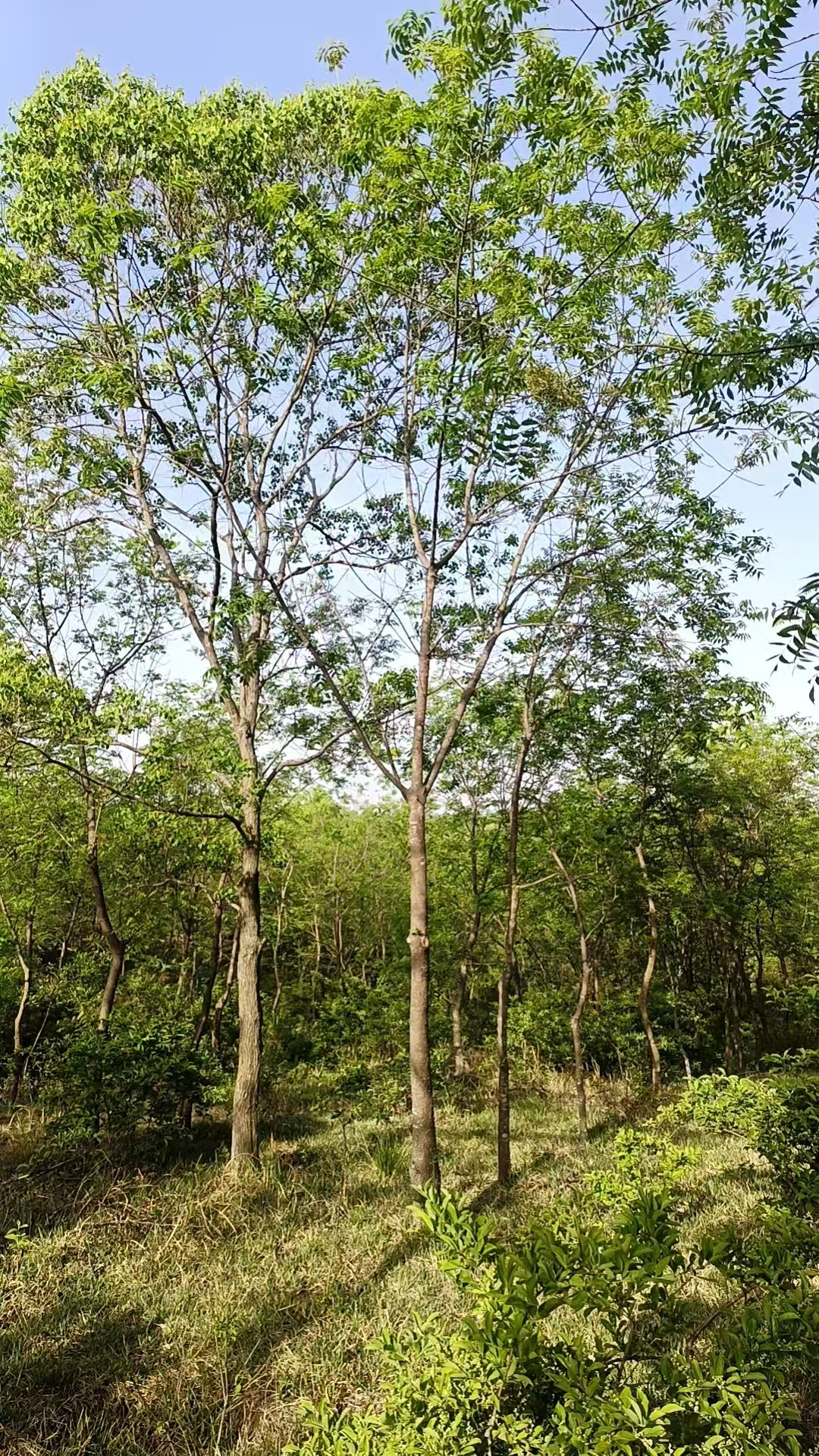 黄连木:岁月沉淀的自然瑰宝