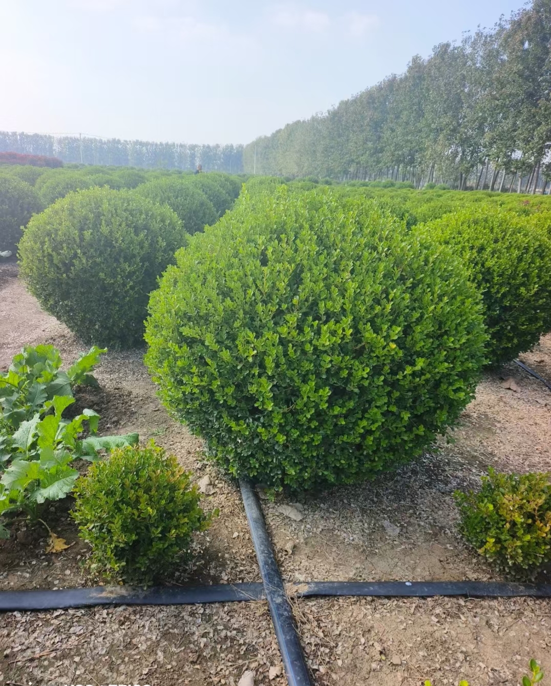 瓜子黄杨,叶片小巧如碧翠瓜子,四季常青.枝干苍劲古朴,姿态优雅