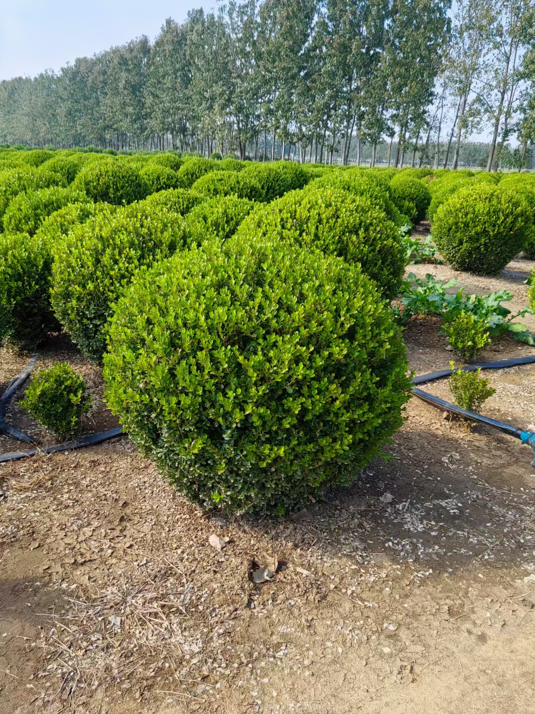 瓜子黄杨,叶片小巧如碧翠瓜子,四季常青.枝干苍劲古朴,姿态优雅