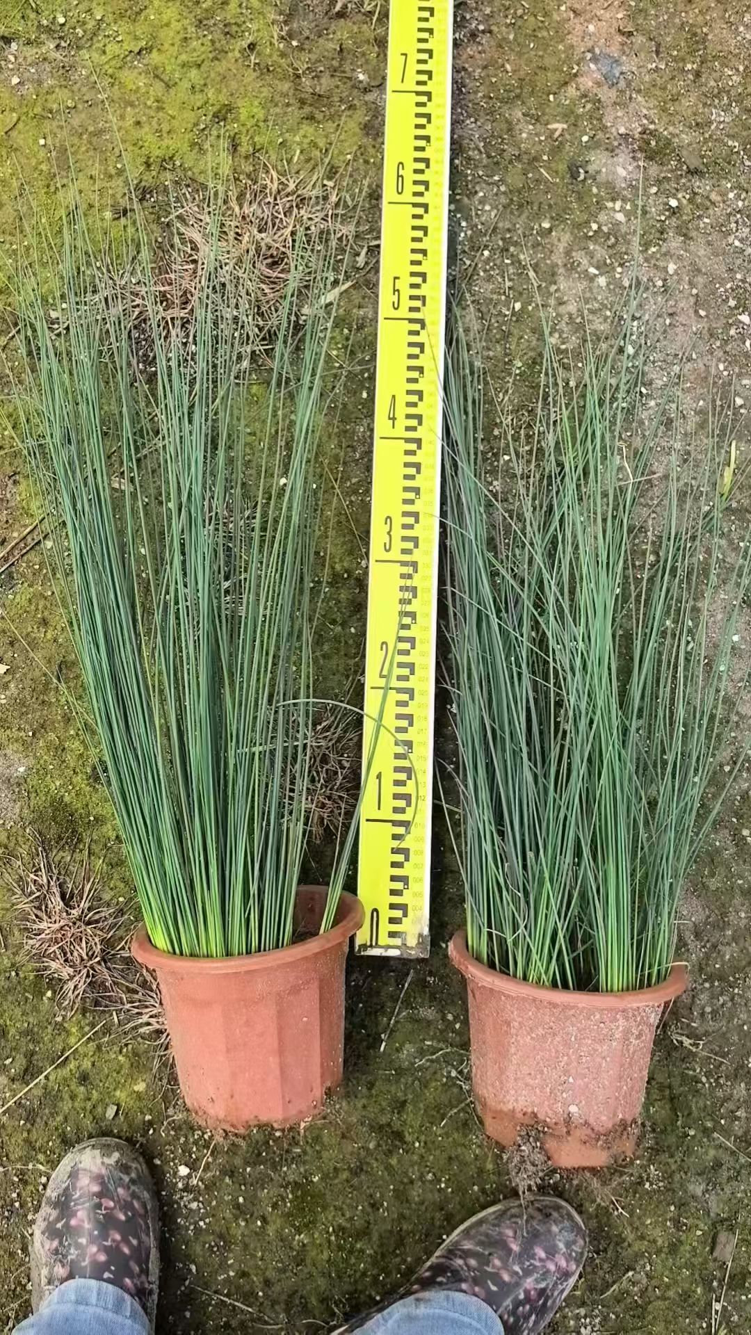 灯芯草,纤细如丝,质朴无华