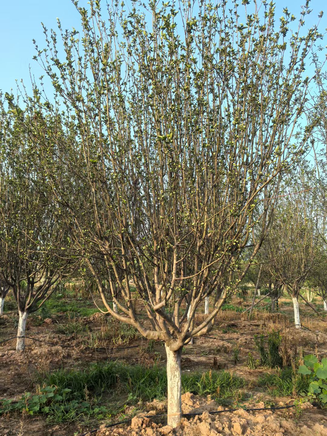 绚丽海棠#四月春光里,绚丽海棠炸开一树胭脂