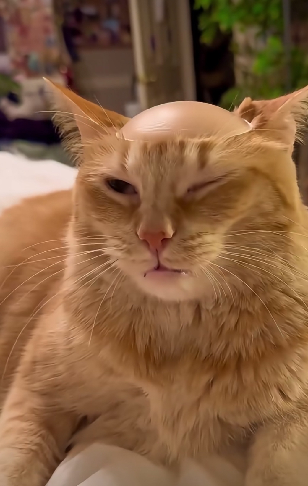 原来摸秃一只小猫咪,可以得到一块乳贴