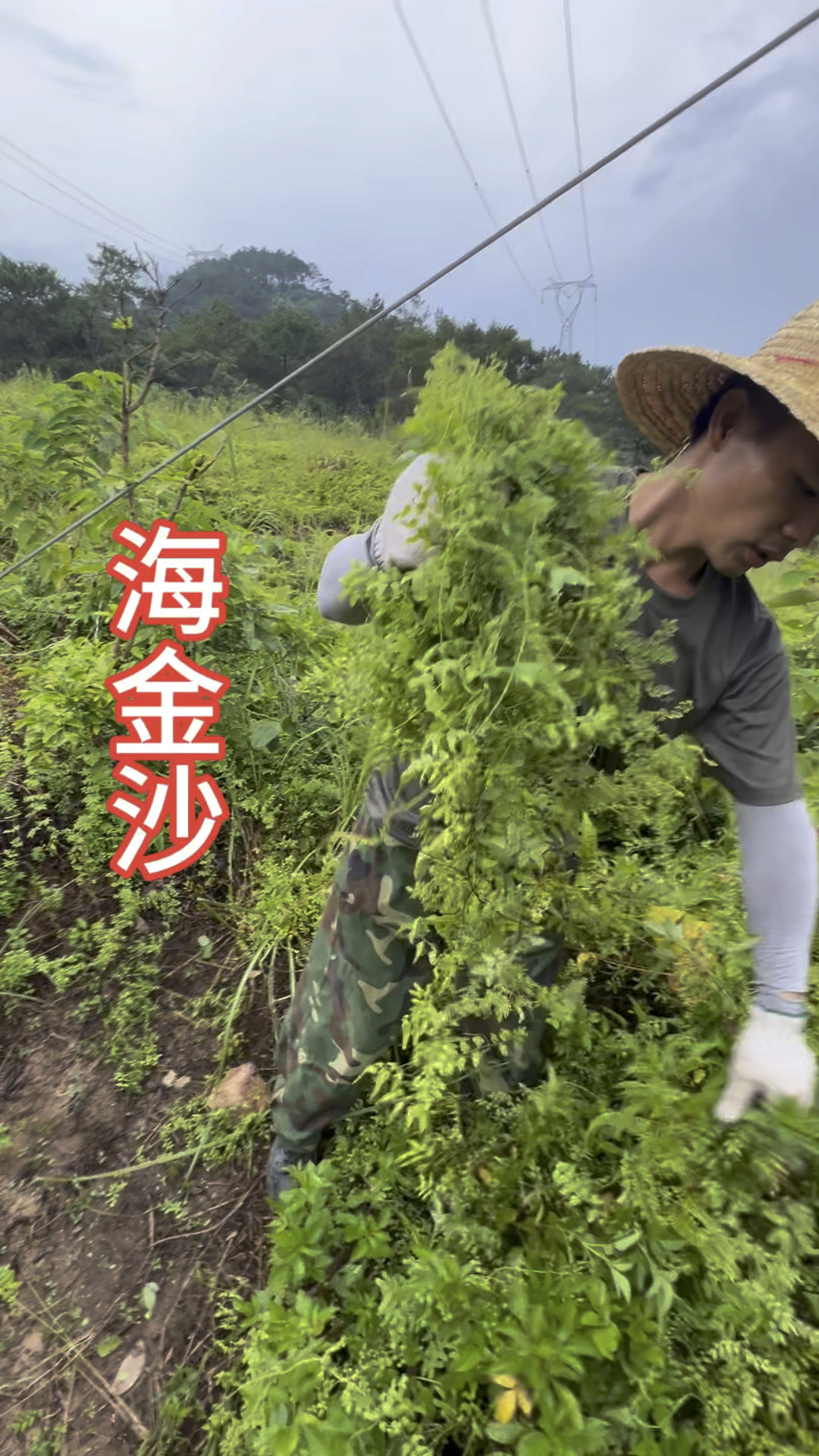 海金沙,非常的友好