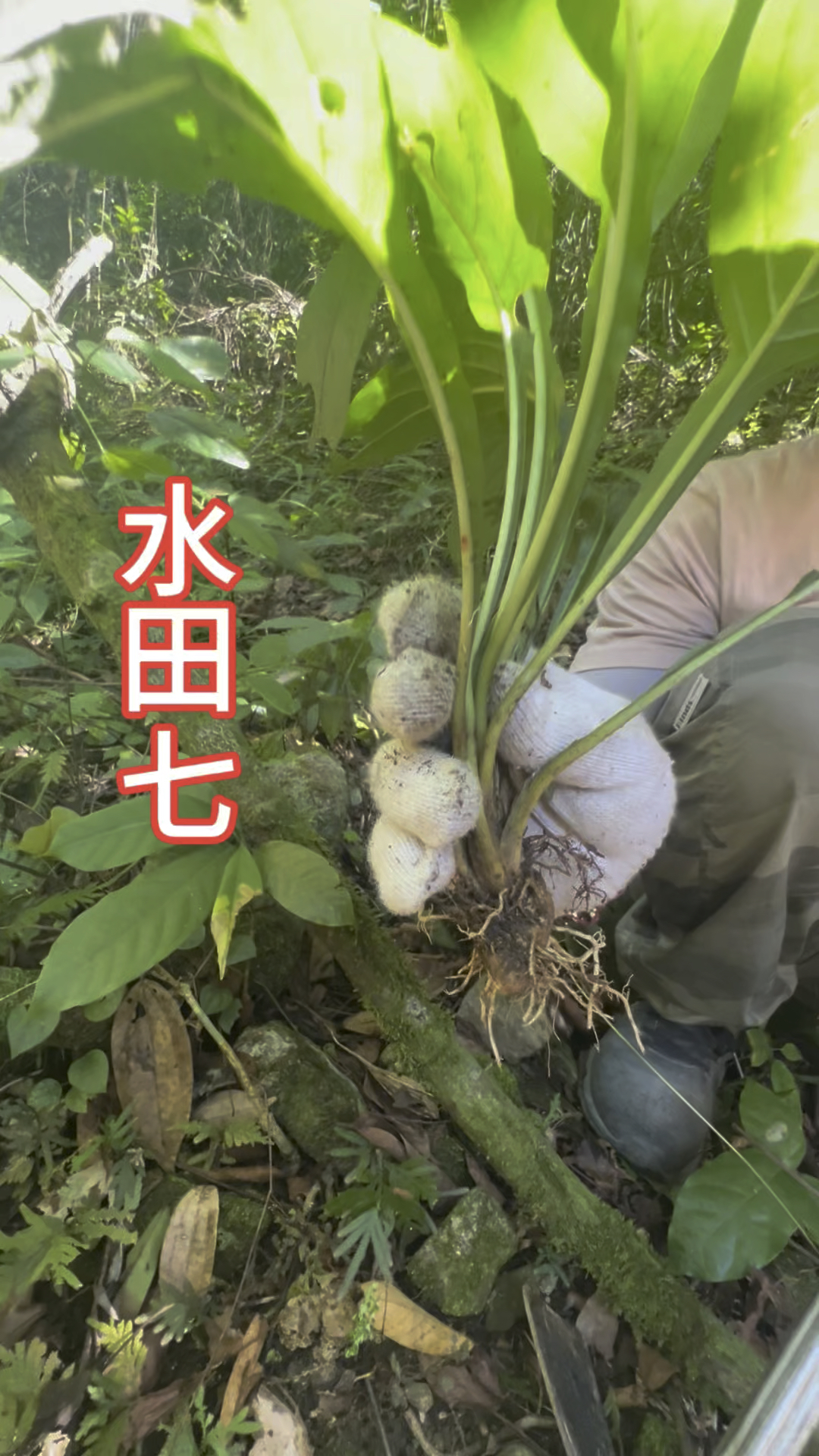 今天上山有幸遇到它,这个就是水田七,你们会怎么用它吗