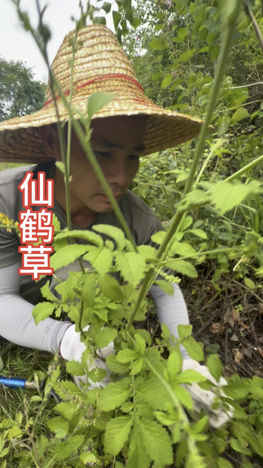 仙鹤草,也叫的龙芽草,朋友认识吗