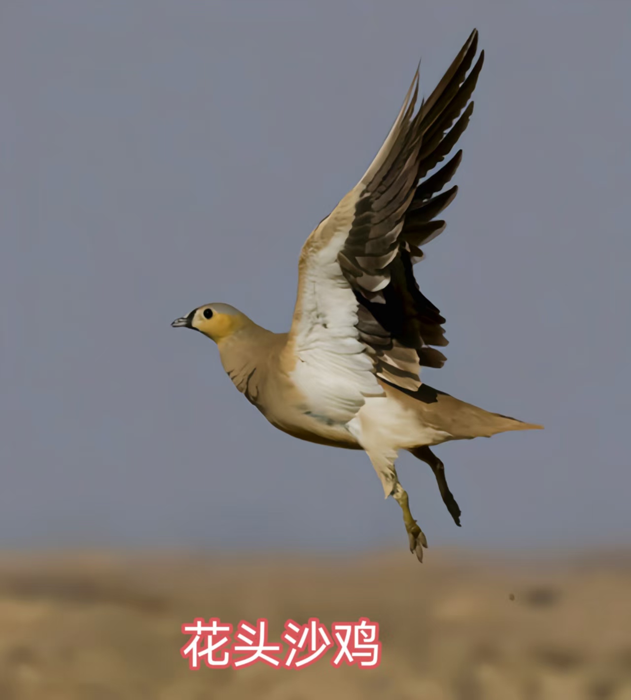 92图带您了解沙鸡科和鸠鸽科鸟类