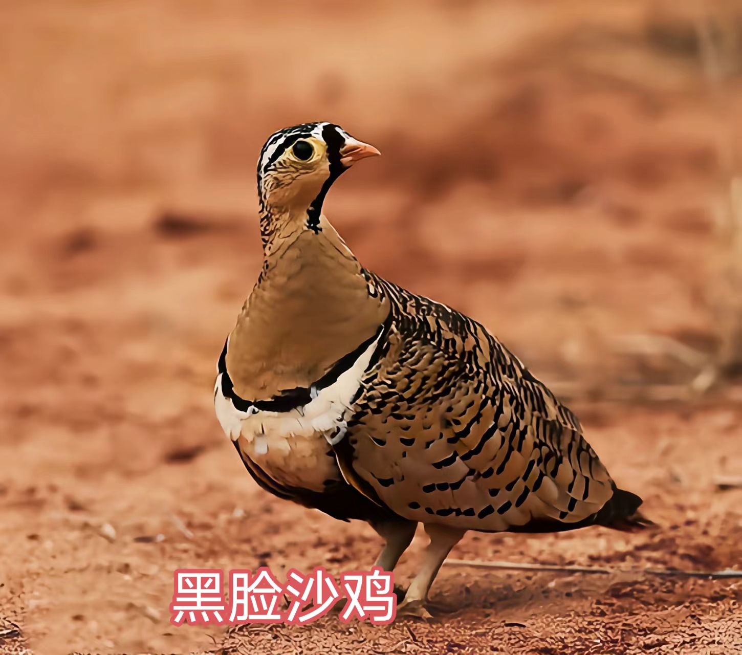 92图带您了解沙鸡科和鸠鸽科鸟类