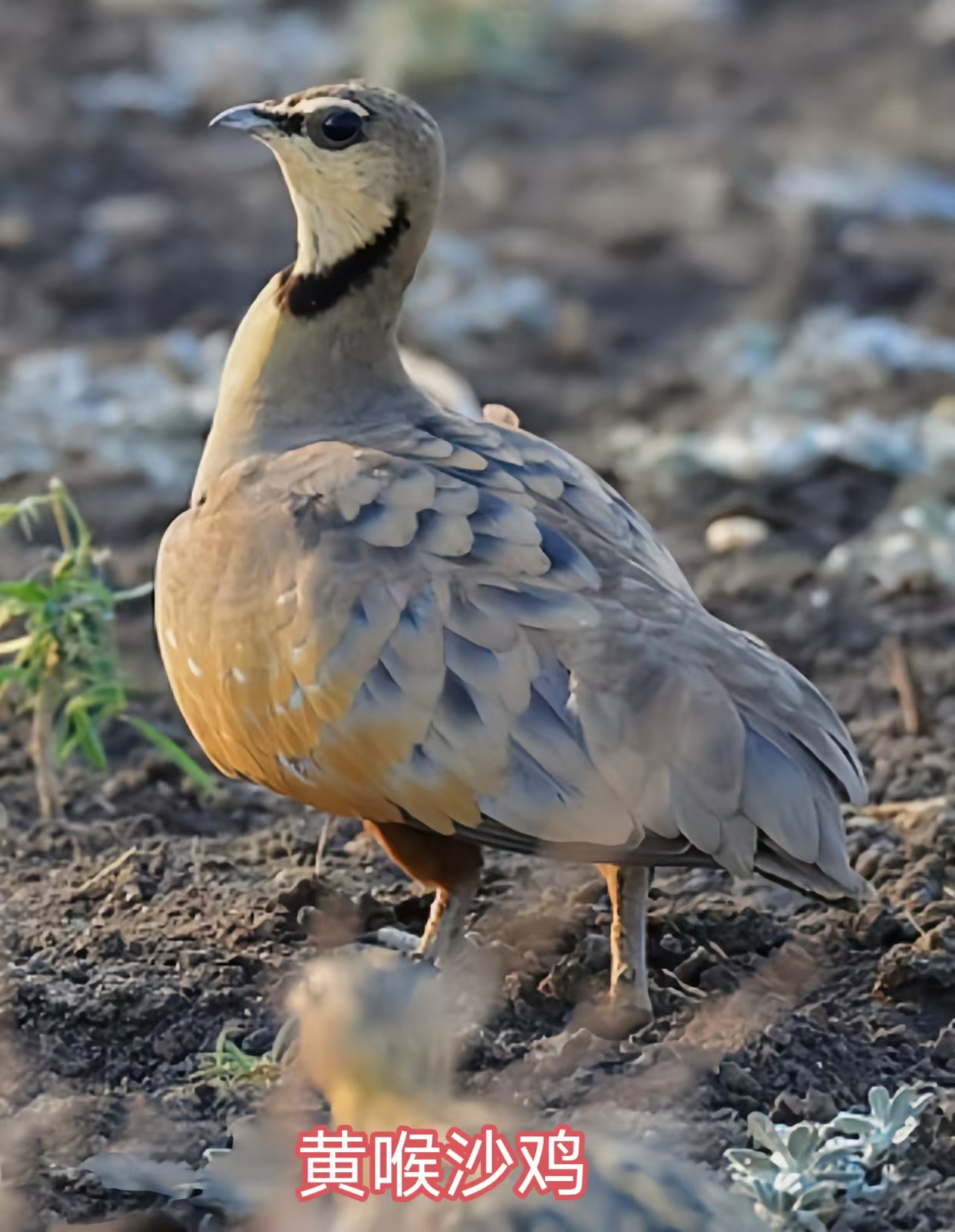 92图带您了解沙鸡科和鸠鸽科鸟类