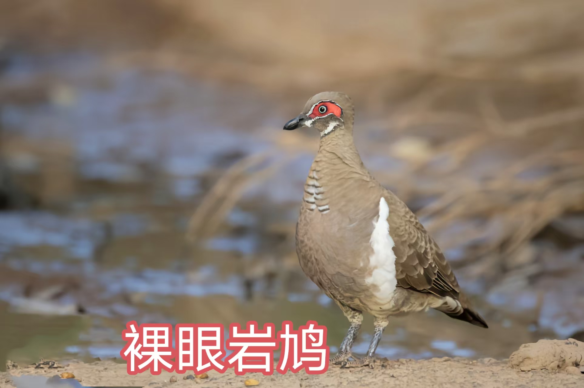 92图带您了解沙鸡科和鸠鸽科鸟类