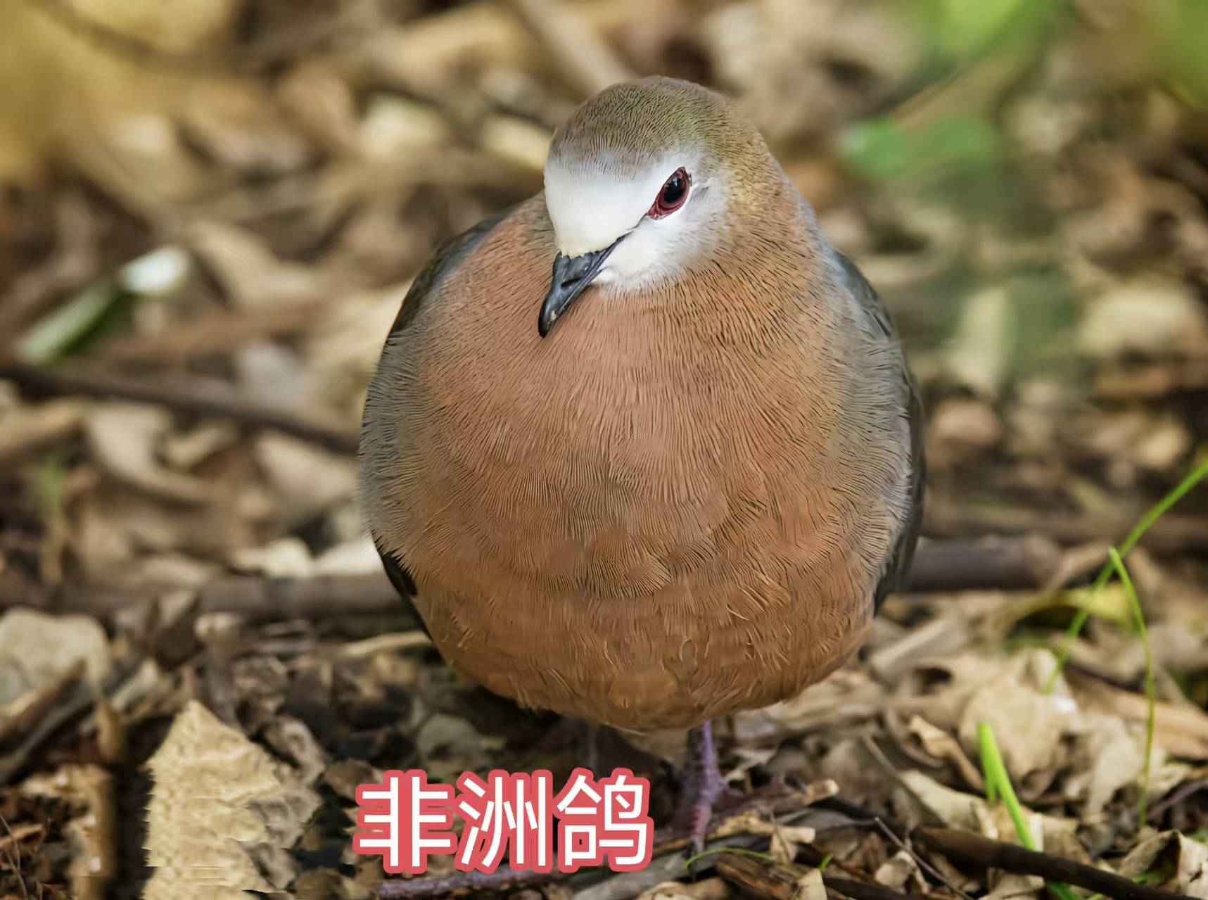 92图带您了解沙鸡科和鸠鸽科鸟类