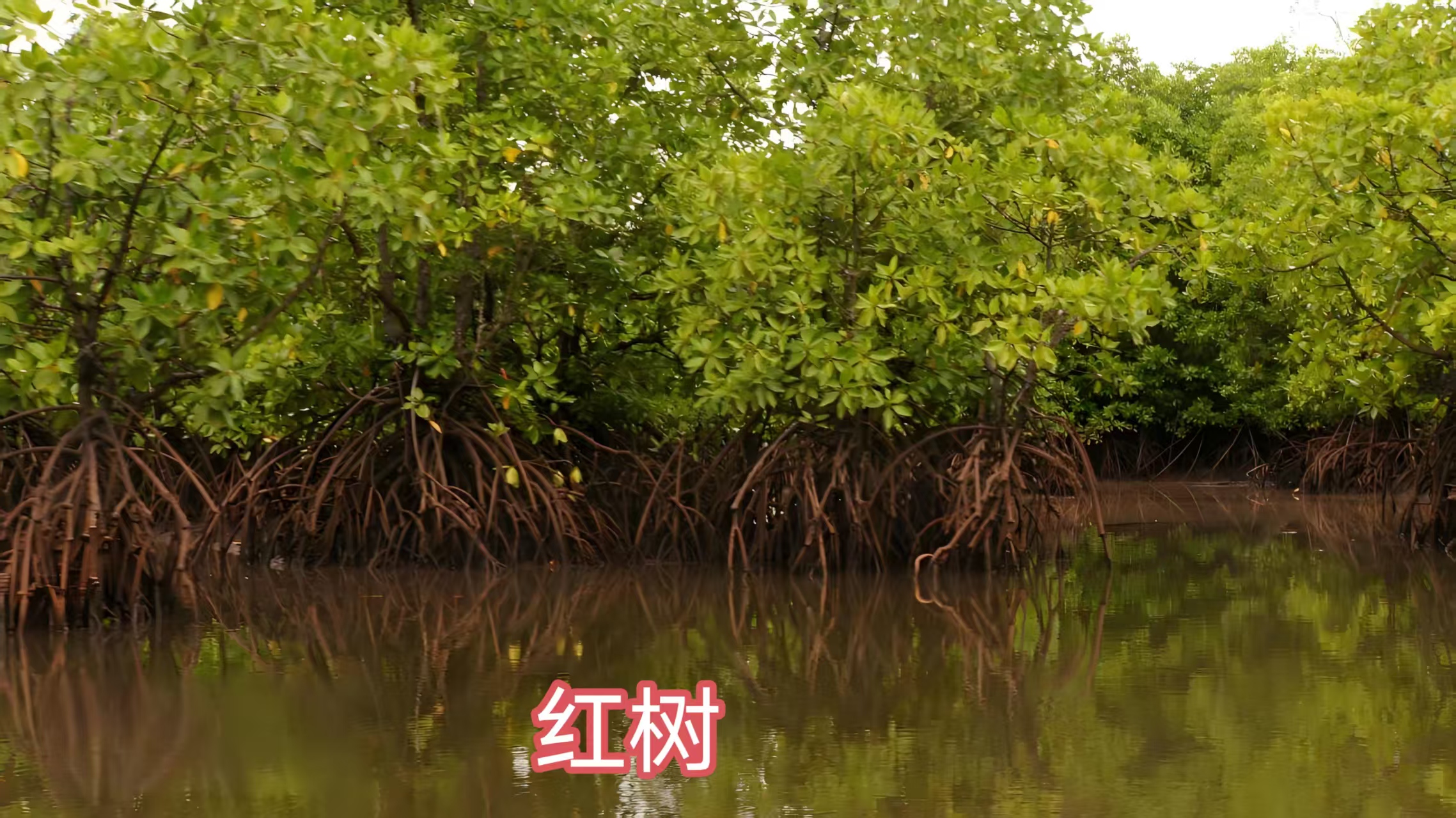 水生植物种植图