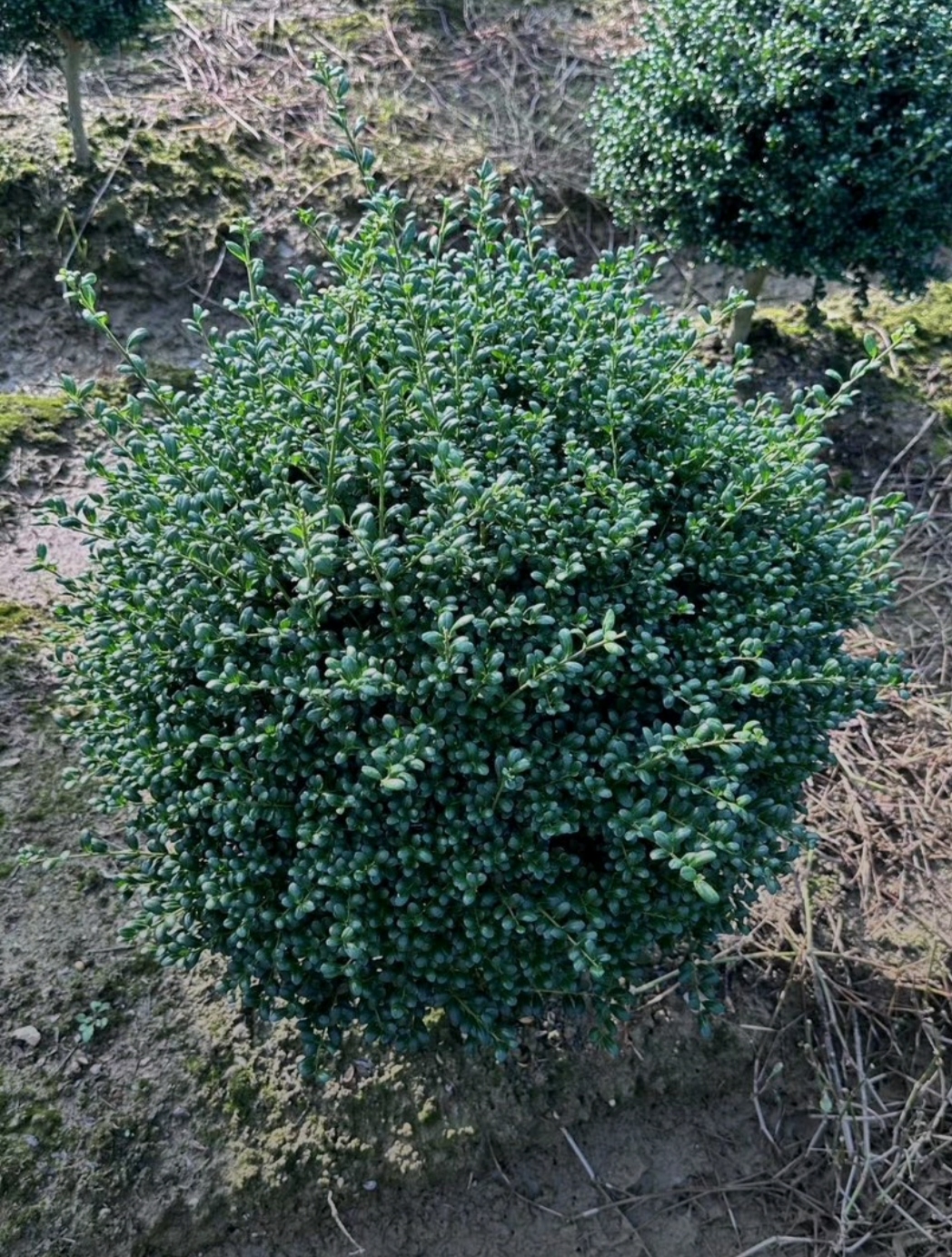 龟甲冬青别名豆瓣冬青,龟背冬青,豆叶波缘冬青,冬青科,冬青属