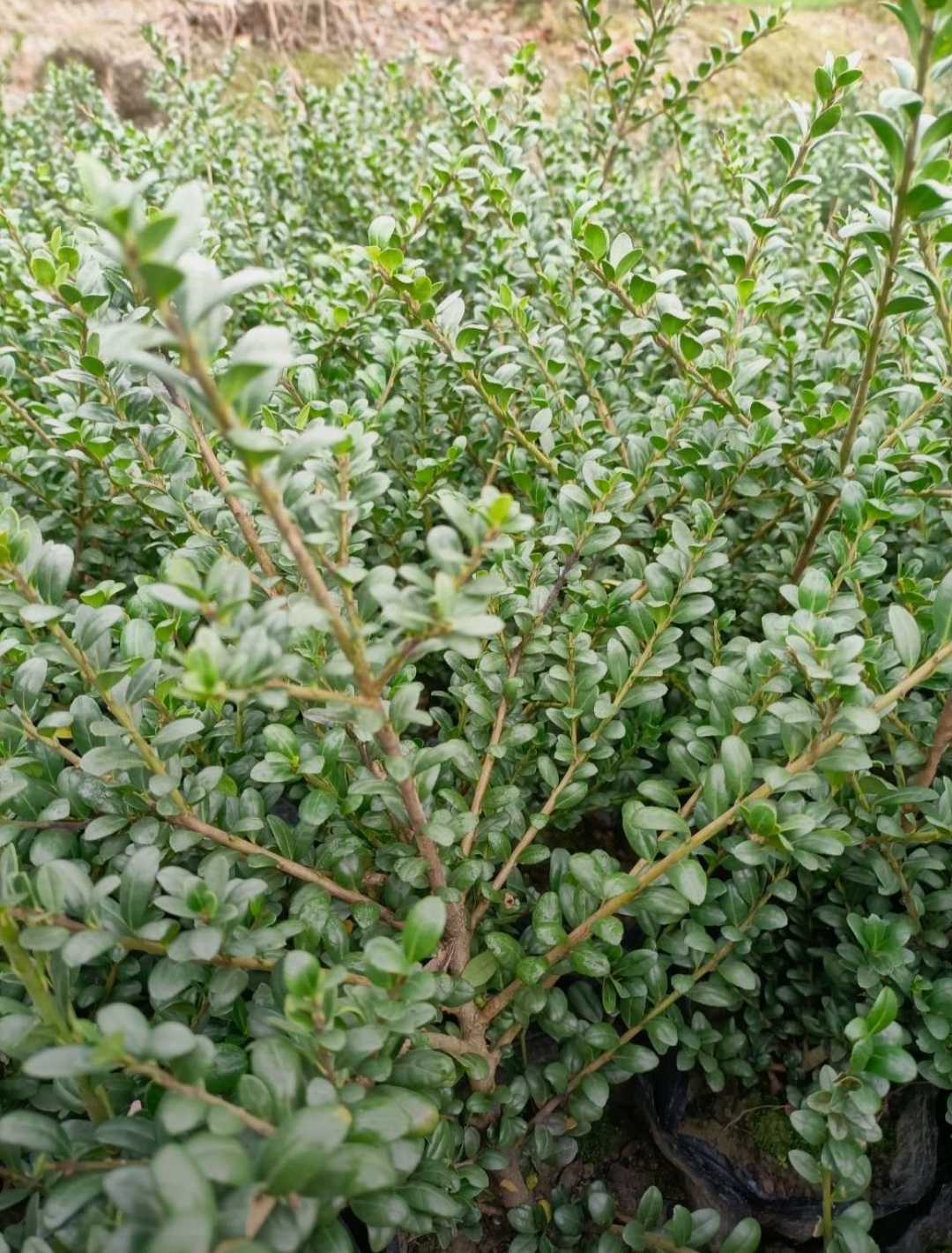 龟甲冬青别名豆瓣冬青,龟背冬青,豆叶波缘冬青,冬青科,冬青属