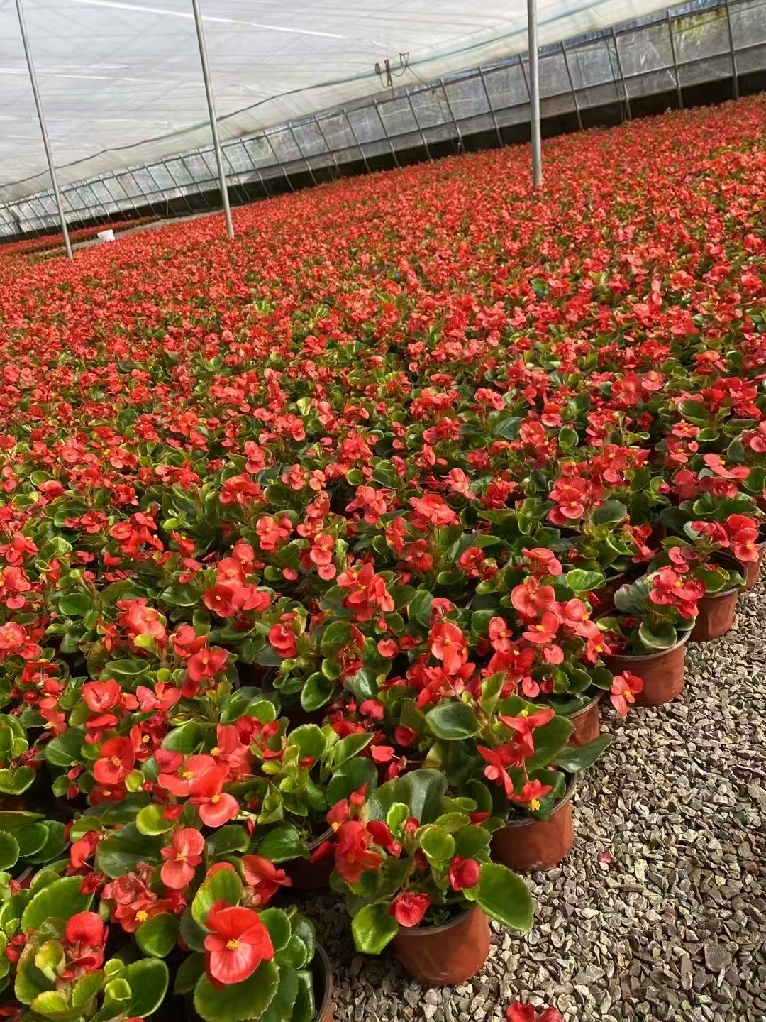 四季海棠,平凡日子里的永恒芬芳 岁岁花开,温柔相伴