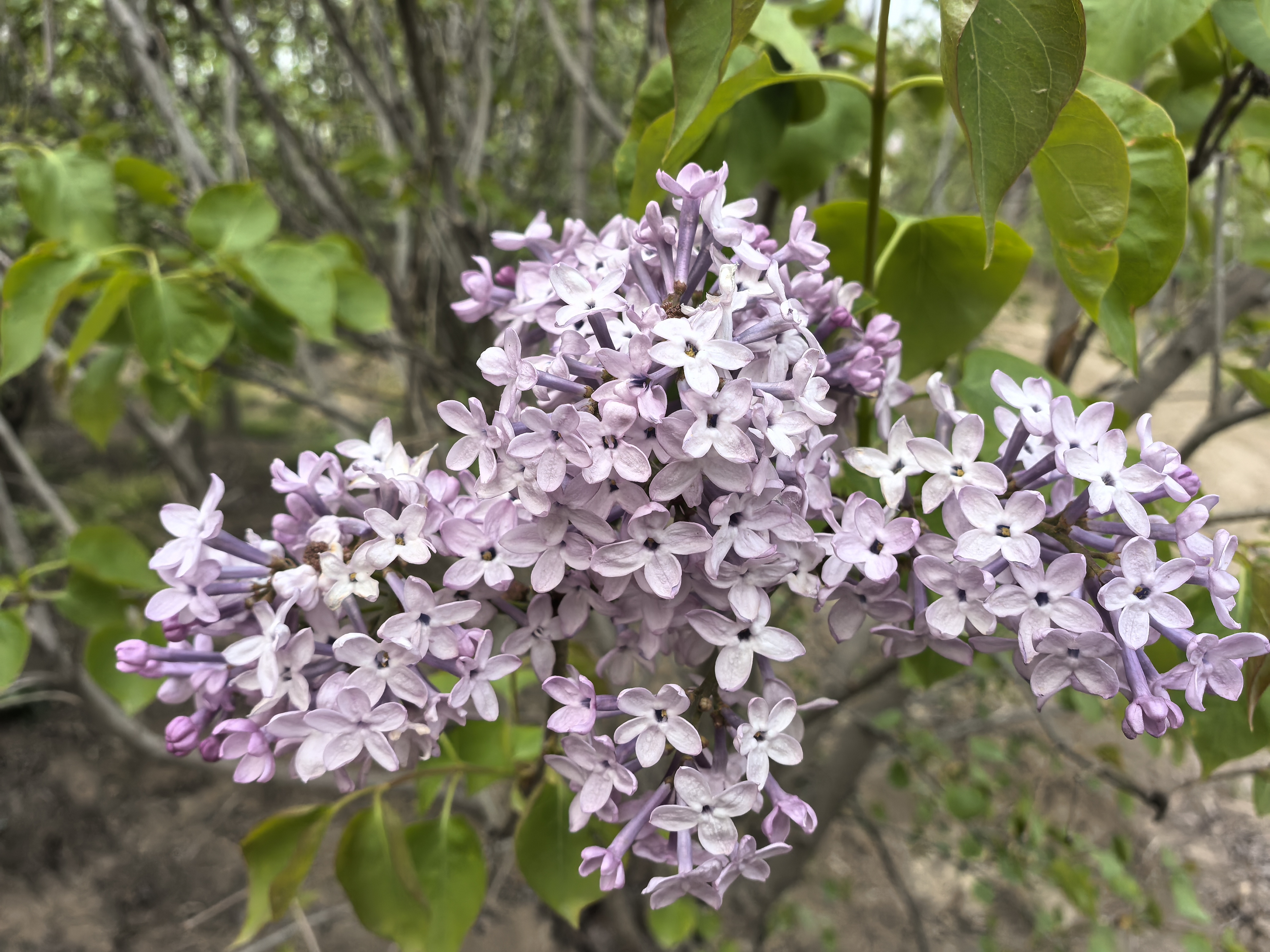 紫丁香的热烈,白丁香的淡雅,共同构成了春日里最迷人的风景