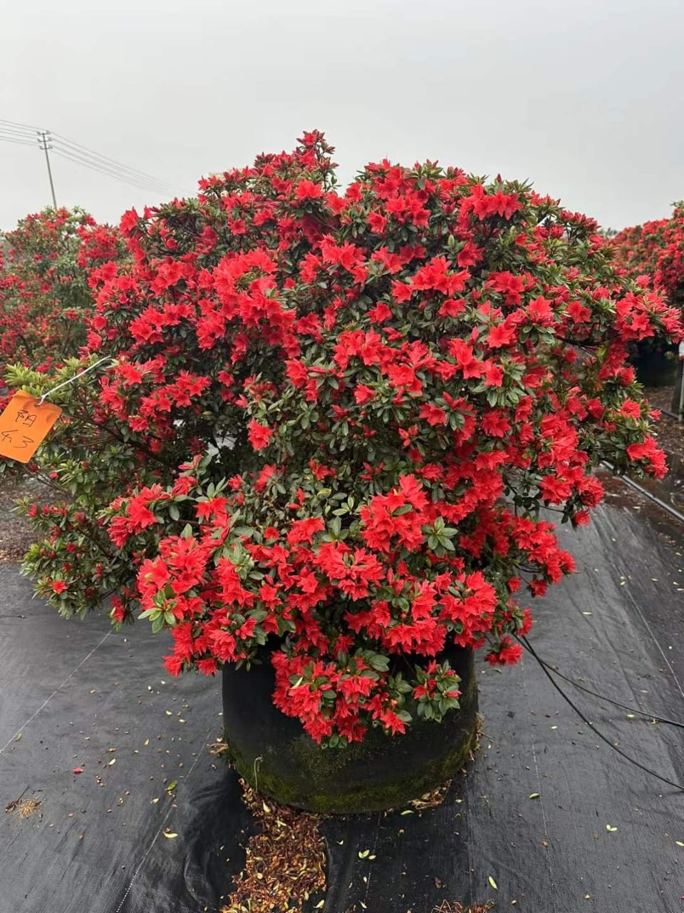被院里这株杜鹃花球美晕了!花团锦簇,像天边云霞般绚烂