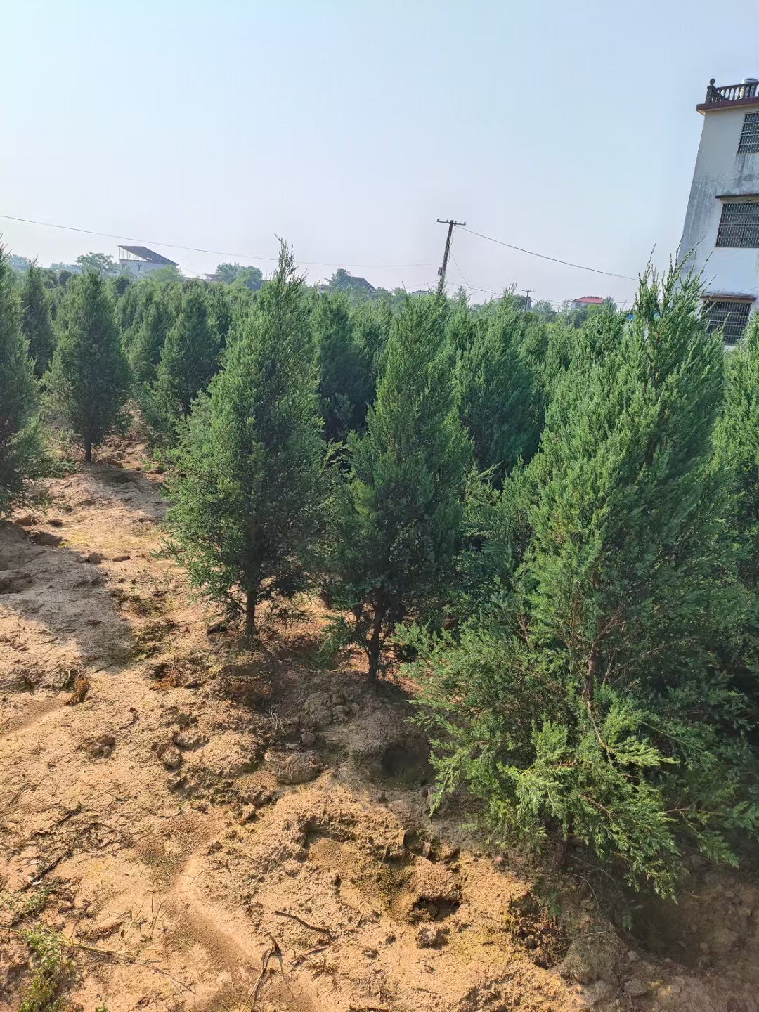 是中国特有的树种分布极为广泛从华东的低山丘陵到西南的高山峻岭