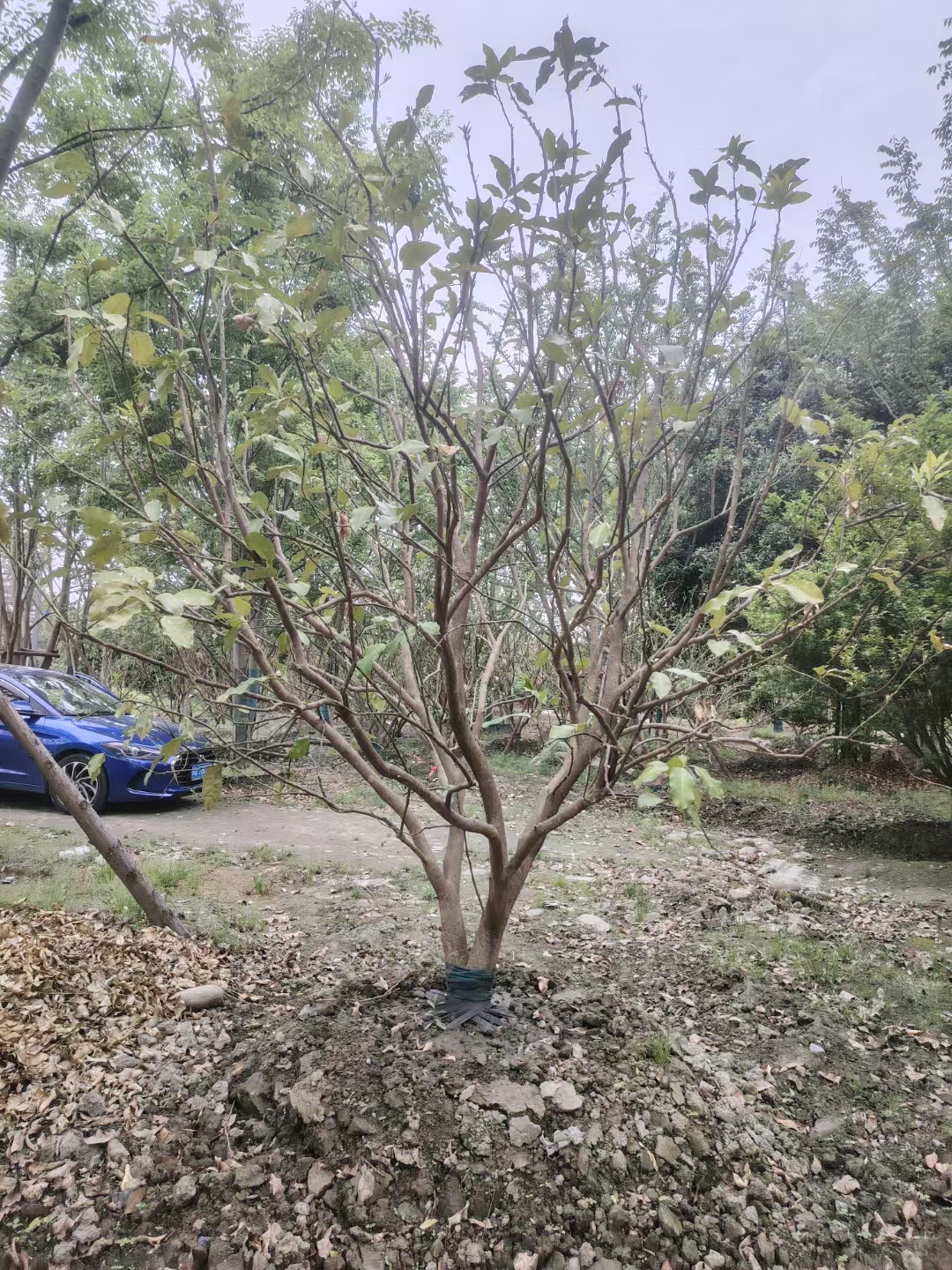 原来香泡树浑身是"宝藏"!