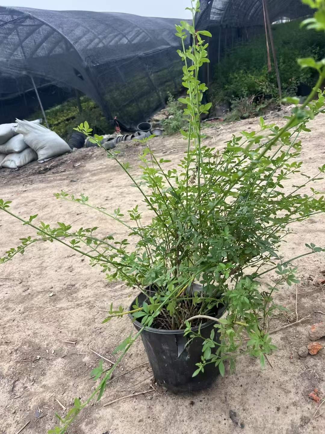 而迎春苗,作为这种充满生机与活力花卉的幼年形态,承载着无限的希望与
