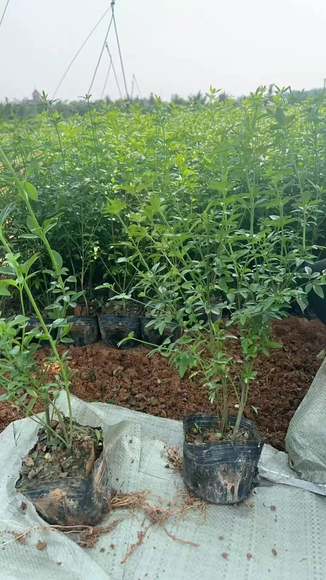 而迎春苗,作为这种充满生机与活力花卉的幼年形态,承载着无限的希望与