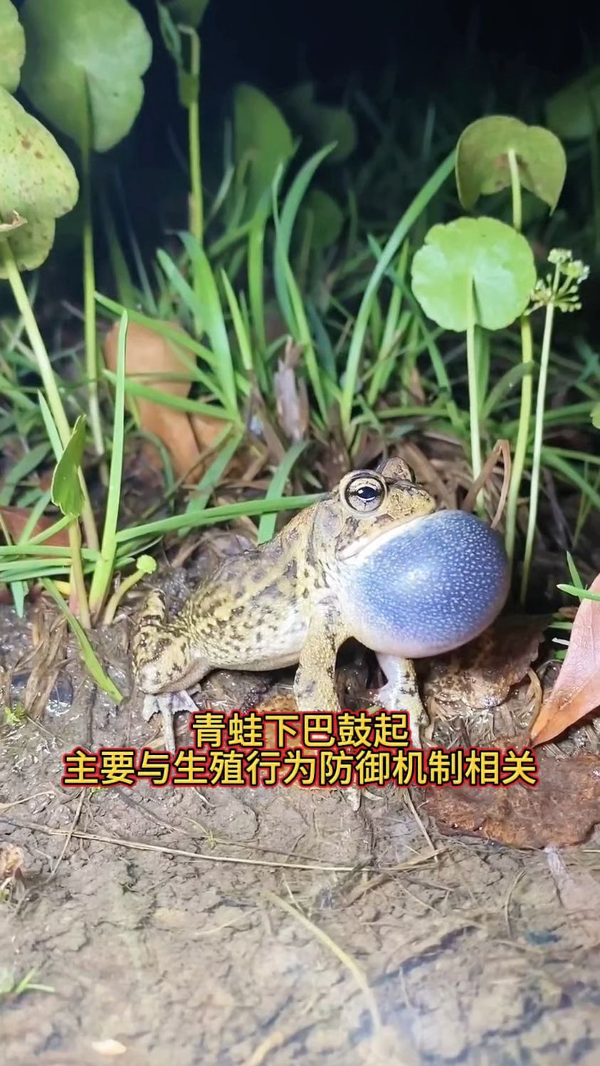 青蛙下巴和肚子的鼓起主要与生殖行为,防御机制相关