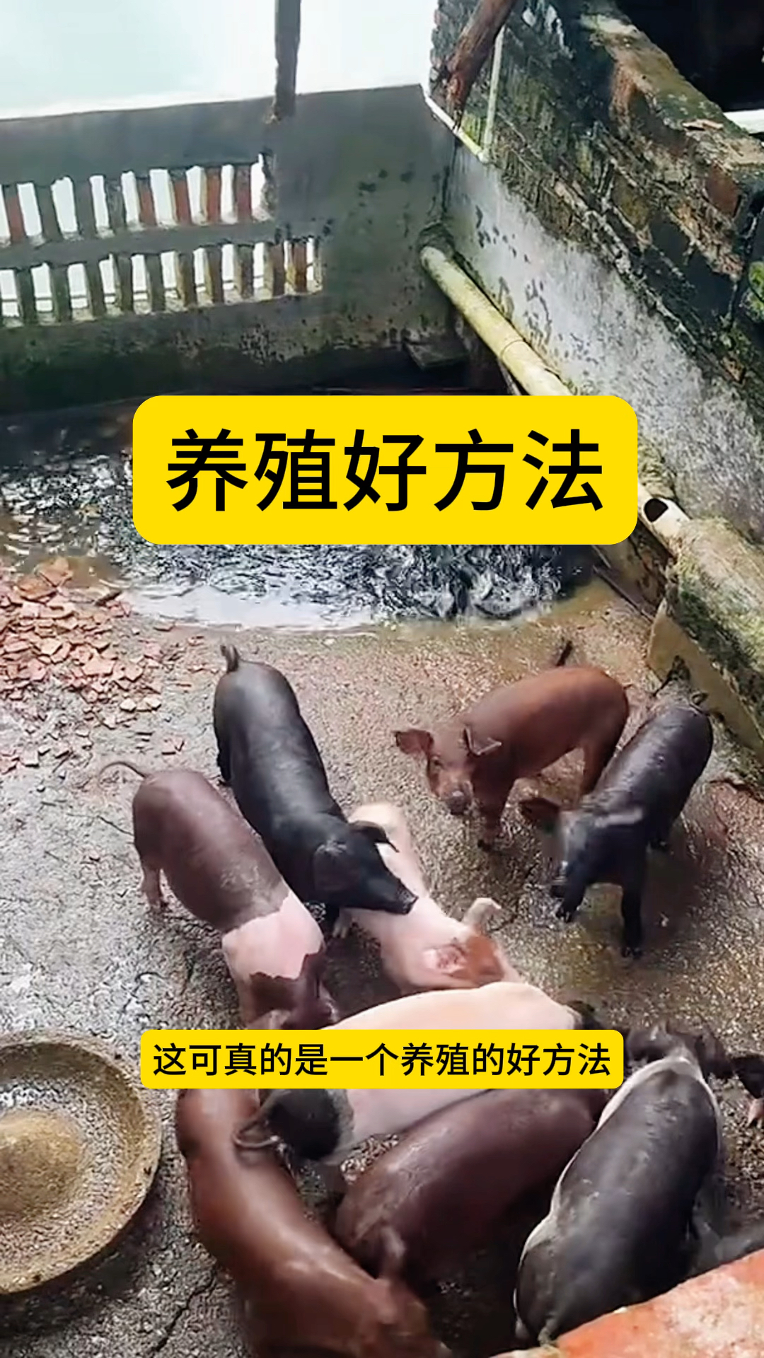 致富养殖视频教程(致富养殖视频教程下载)