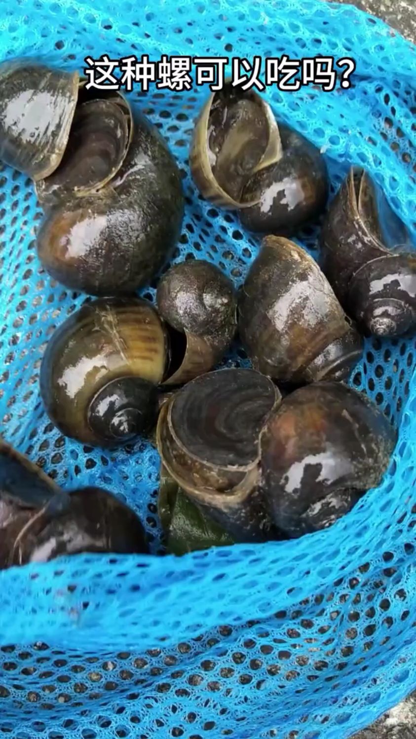 吃货们,这种螺可以吃吗?一早上捞了很多,想红烧着吃,可以吗?