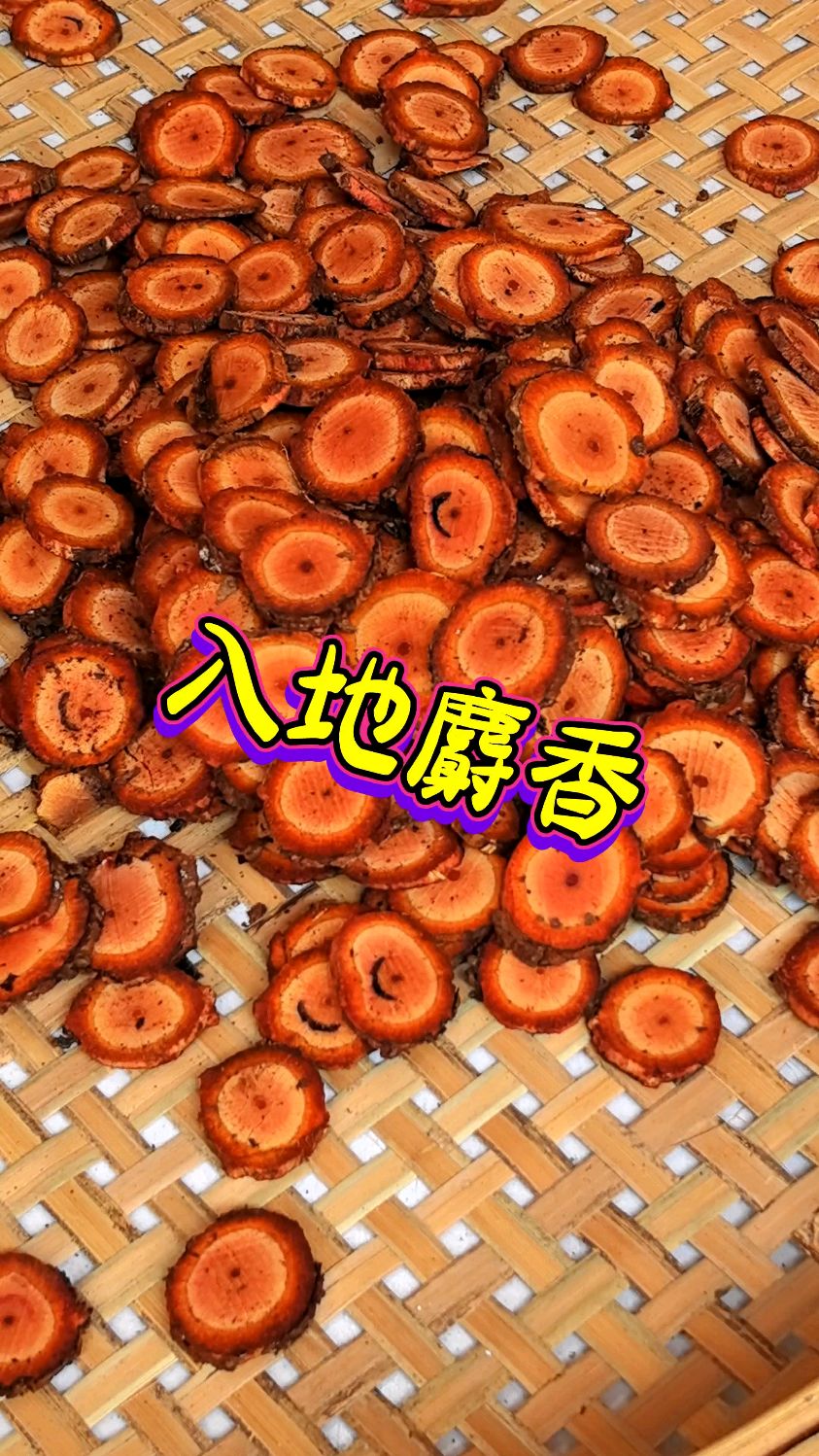入地麝香,为南方五味子科植物冷饭团的根及蔓茎.学名黑老虎