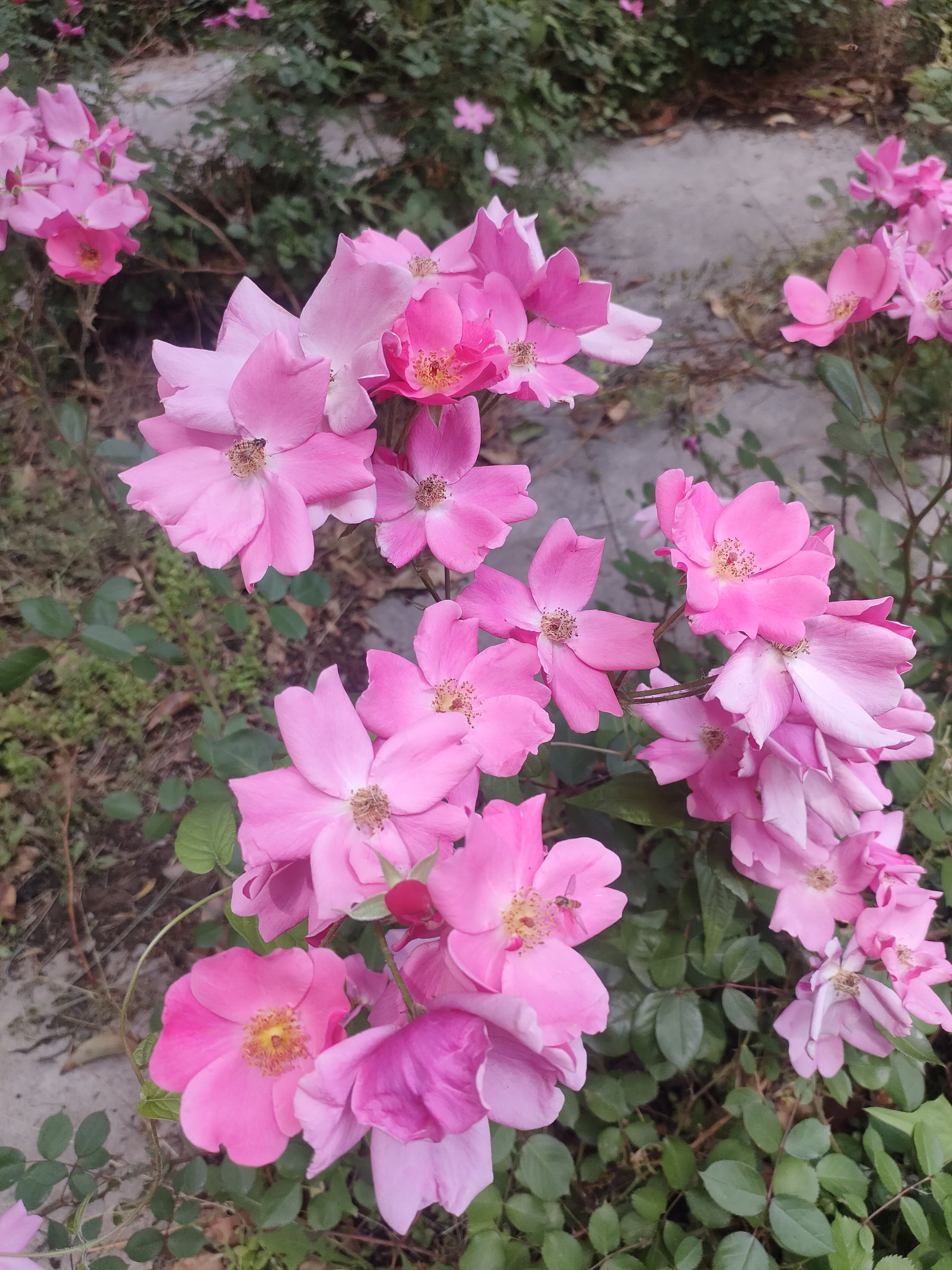 丰花月季# 适应性强:对土壤要求不苛刻,在肥沃,排水良好的酸性土壤中