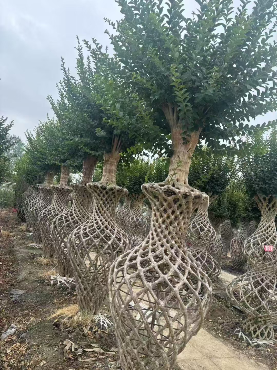 花期长:紫薇花的花期一般在每年的6月至9月,超过3个月,被誉为"百日红