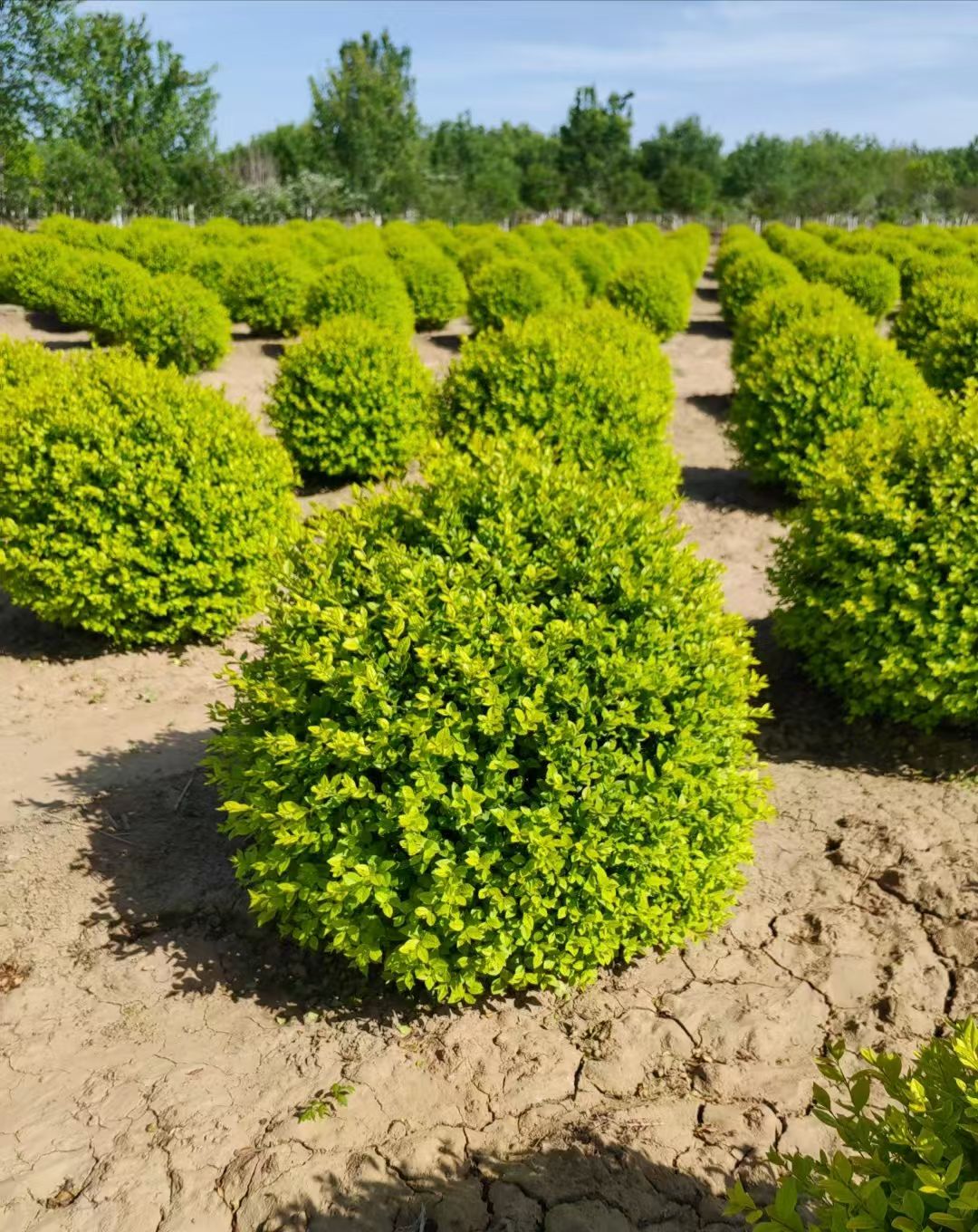 金叶女贞球是木樨科女贞属的落叶或半常绿灌木,以其金黄色叶片和球形