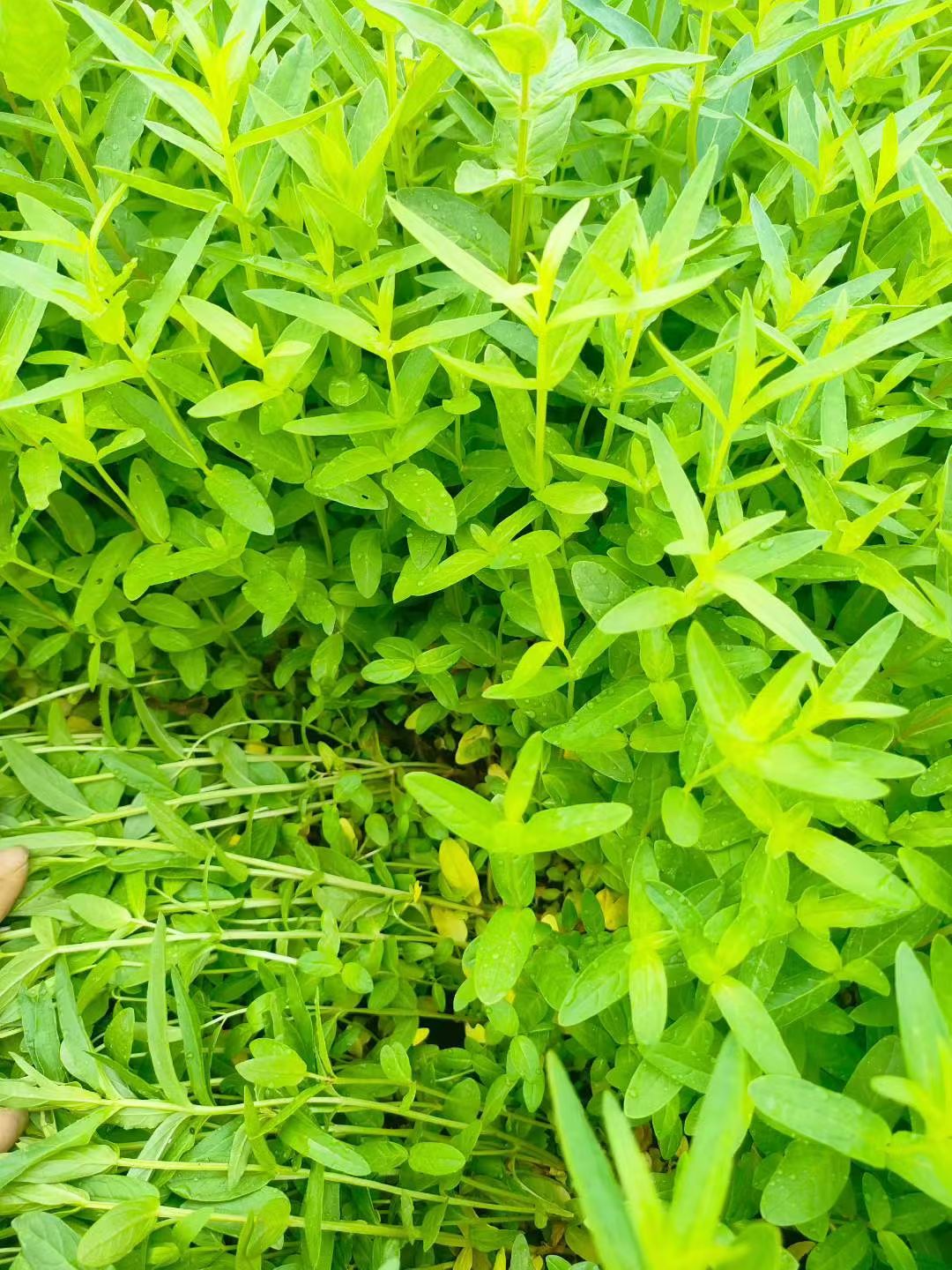 以挺拔的株形艳丽的花序和卓越的园林适应性著称核心特征是四棱茎