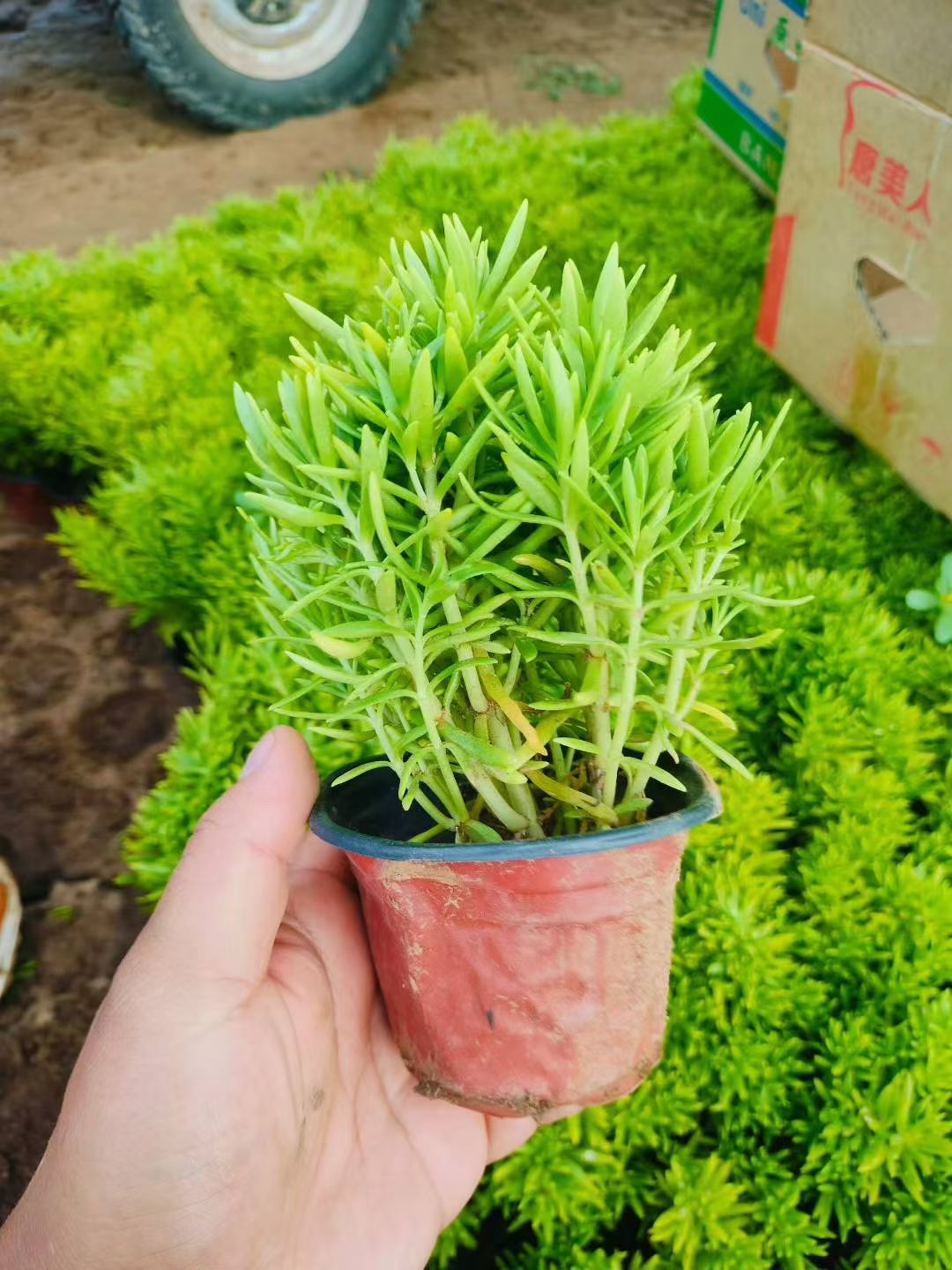 茎细长且匍匐生长节节生根