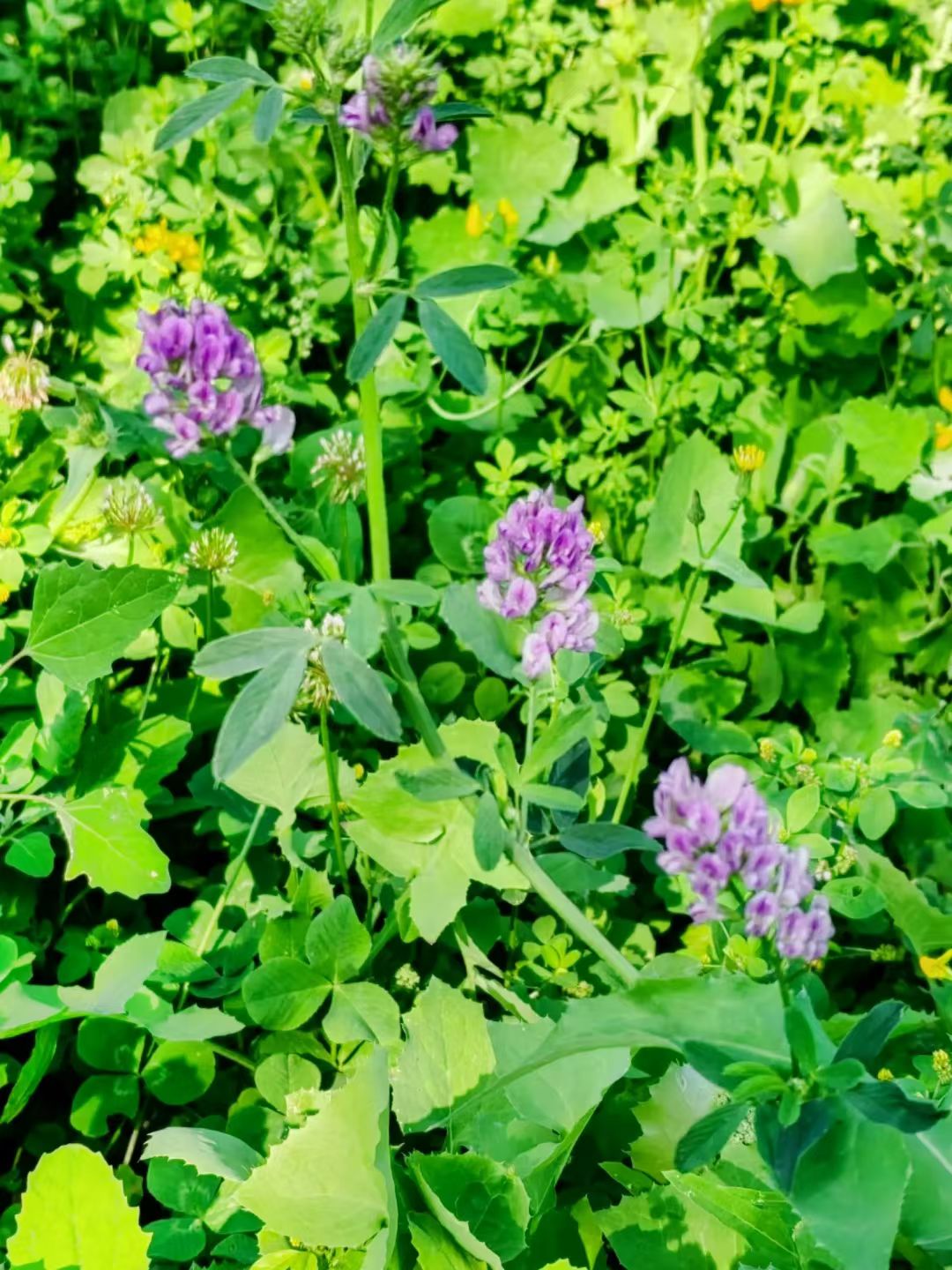 紫花苜蓿草为多年生草本,株高30