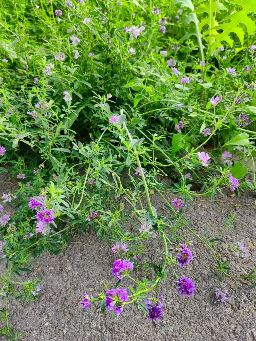 紫花苜蓿草为多年生草本,株高30