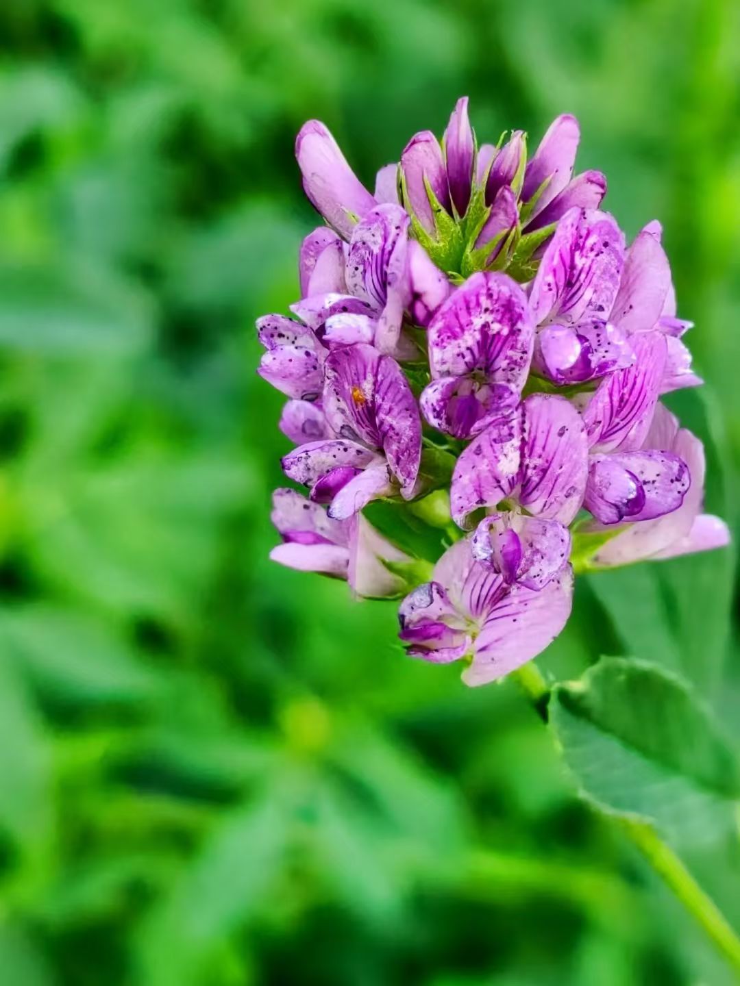紫花苜蓿草为多年生草本,株高30