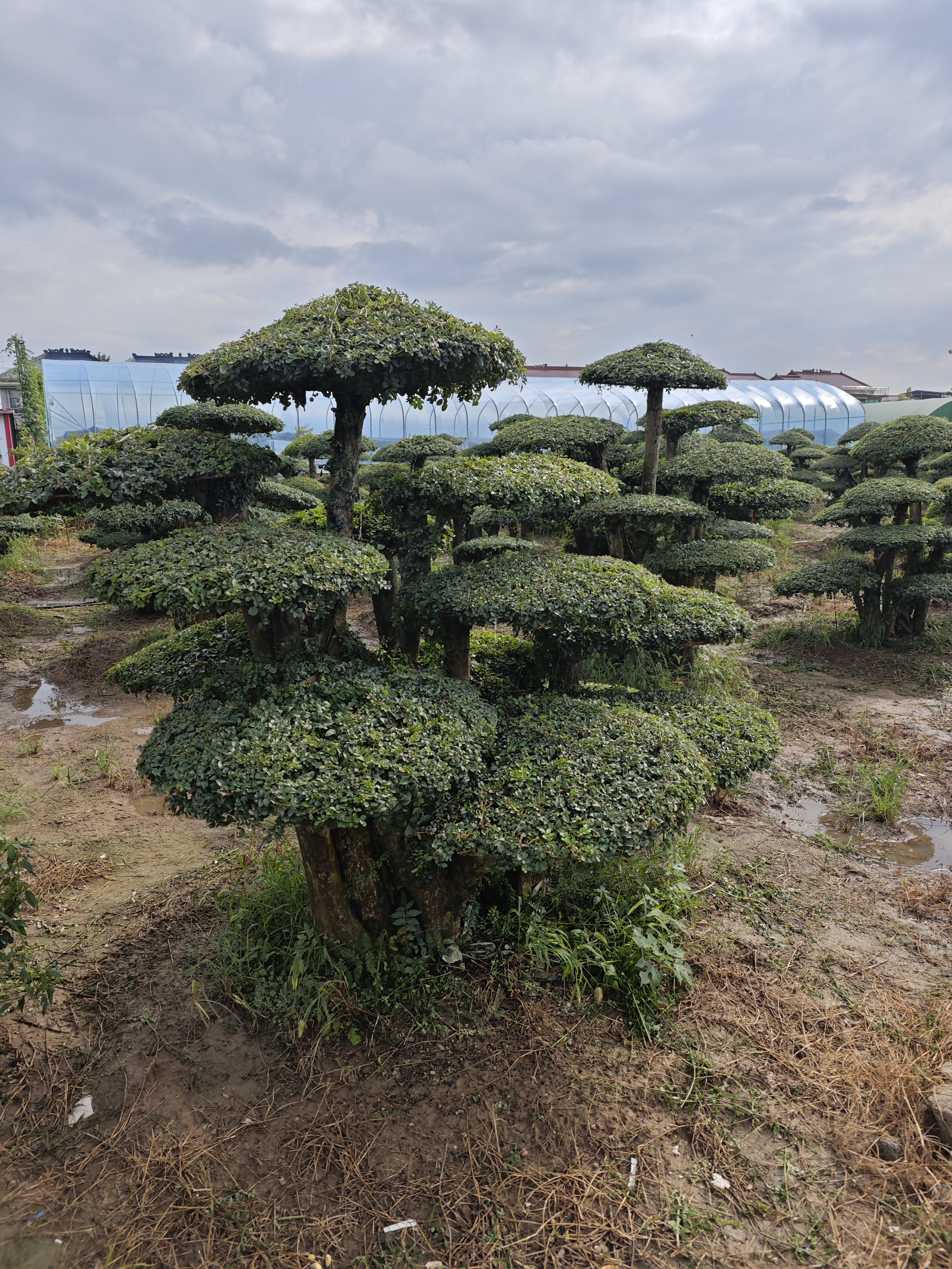 腊树超度-腊树的别名叫什么