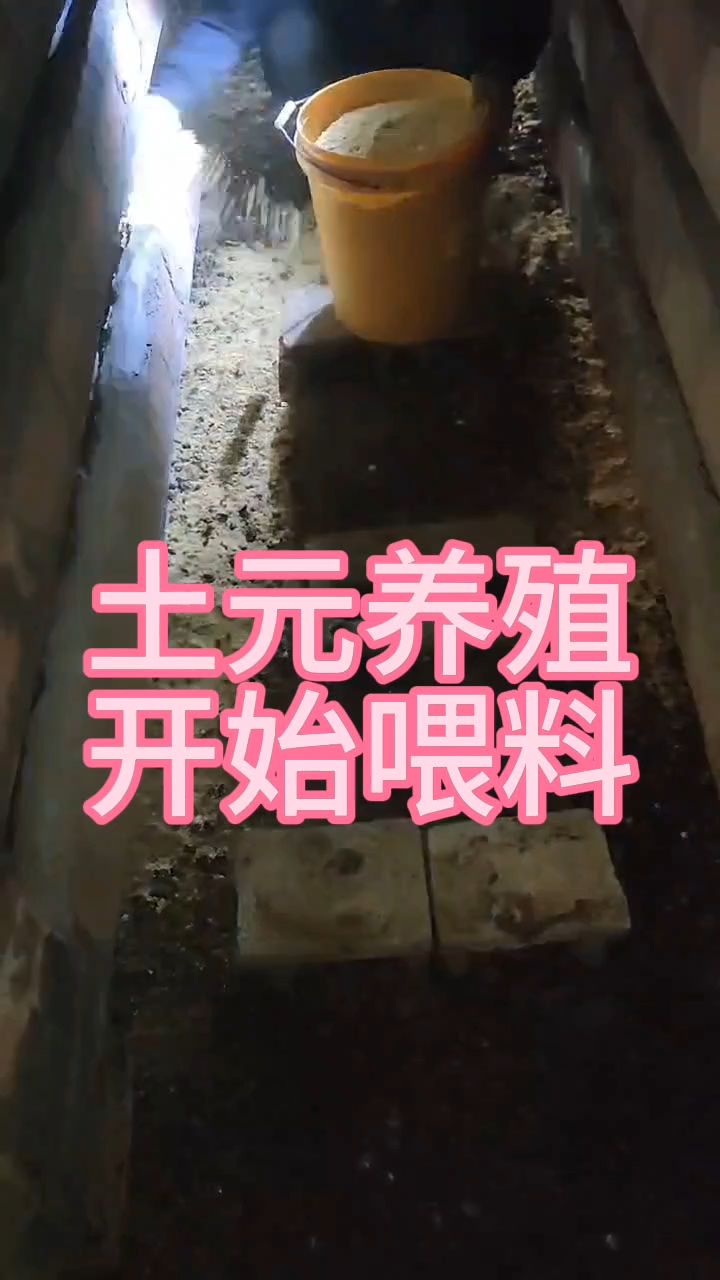 养殖土元有多少利润(2021年养殖土元的前景和效益)