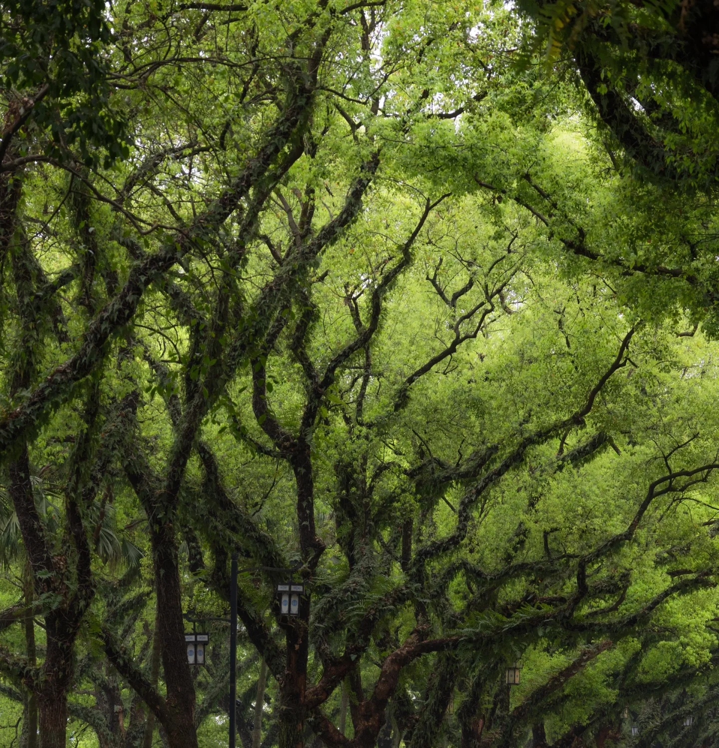 春天的桂林滨江路真的很美,树木枝繁叶茂,从树干延伸出来的枝条层层叠
