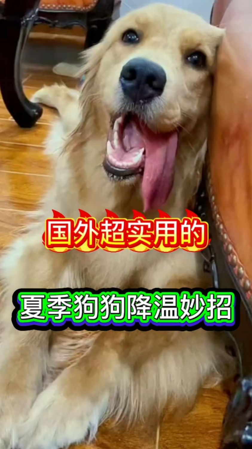 狗狗中暑不要慌,防暑泡腾来帮忙!