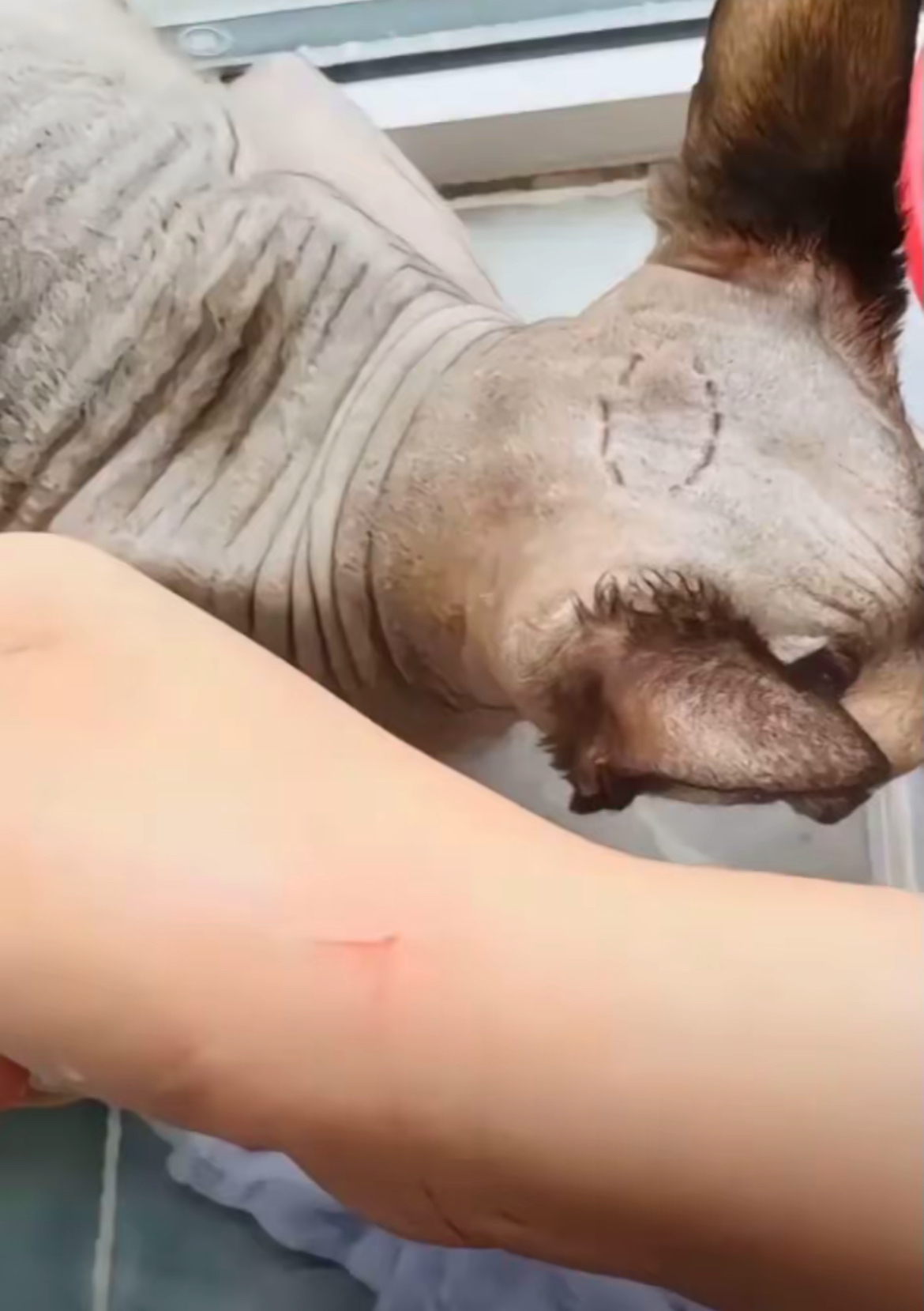 被猫挠了,用打疫苗吗?